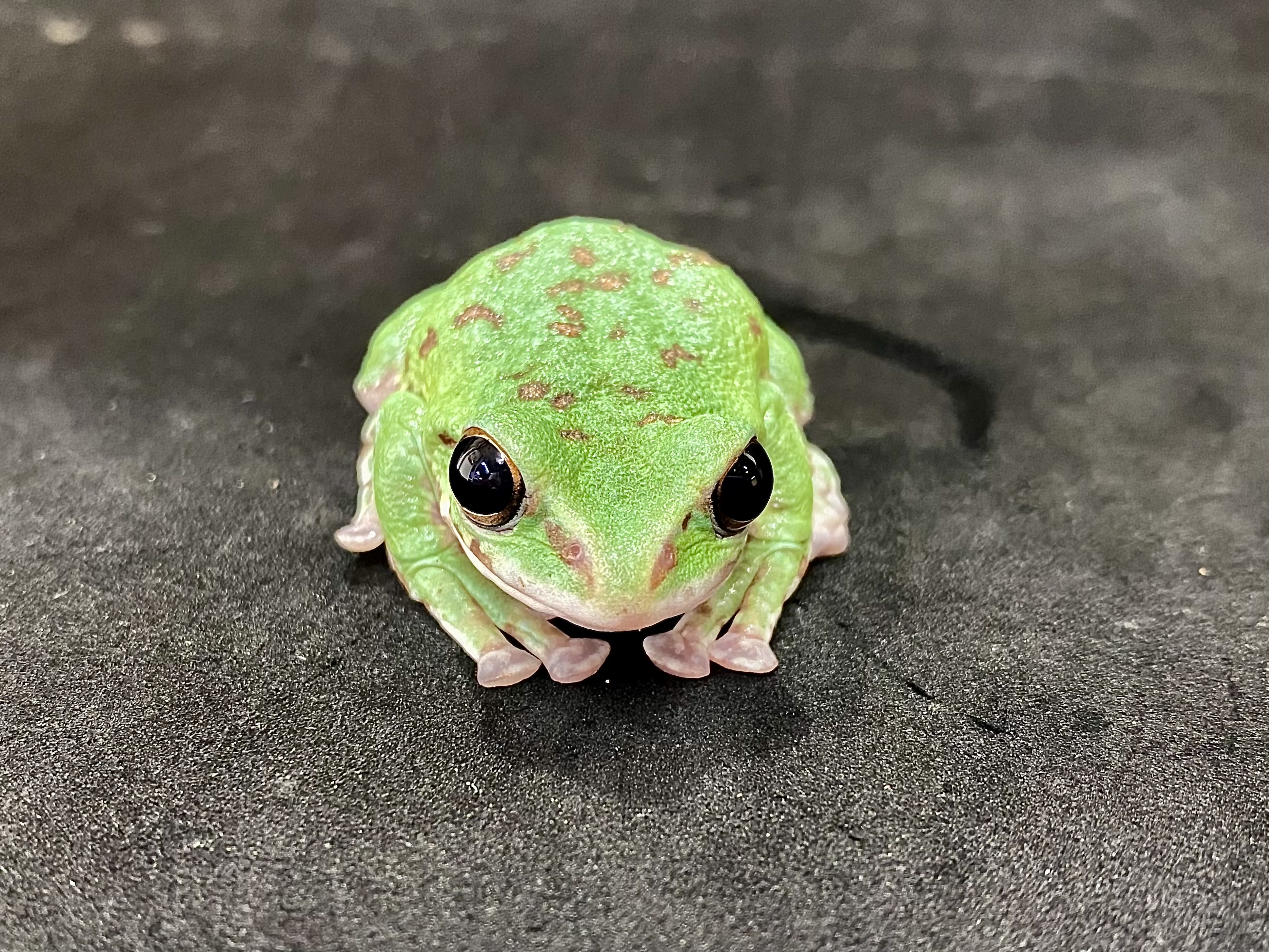 モリアオガエル