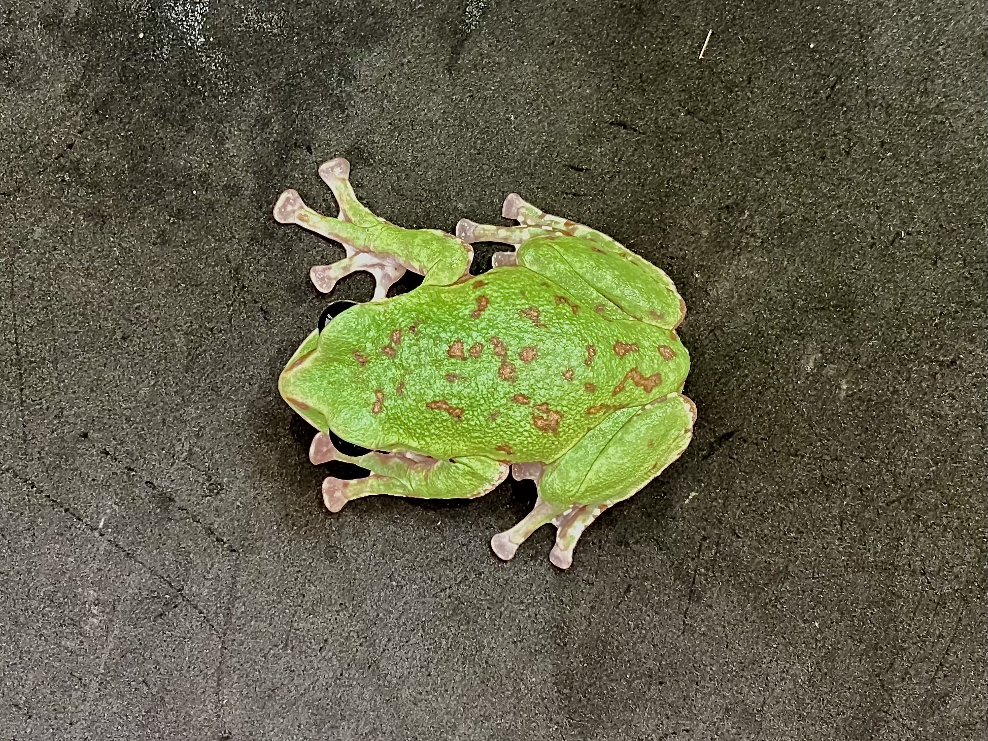 モリアオガエル