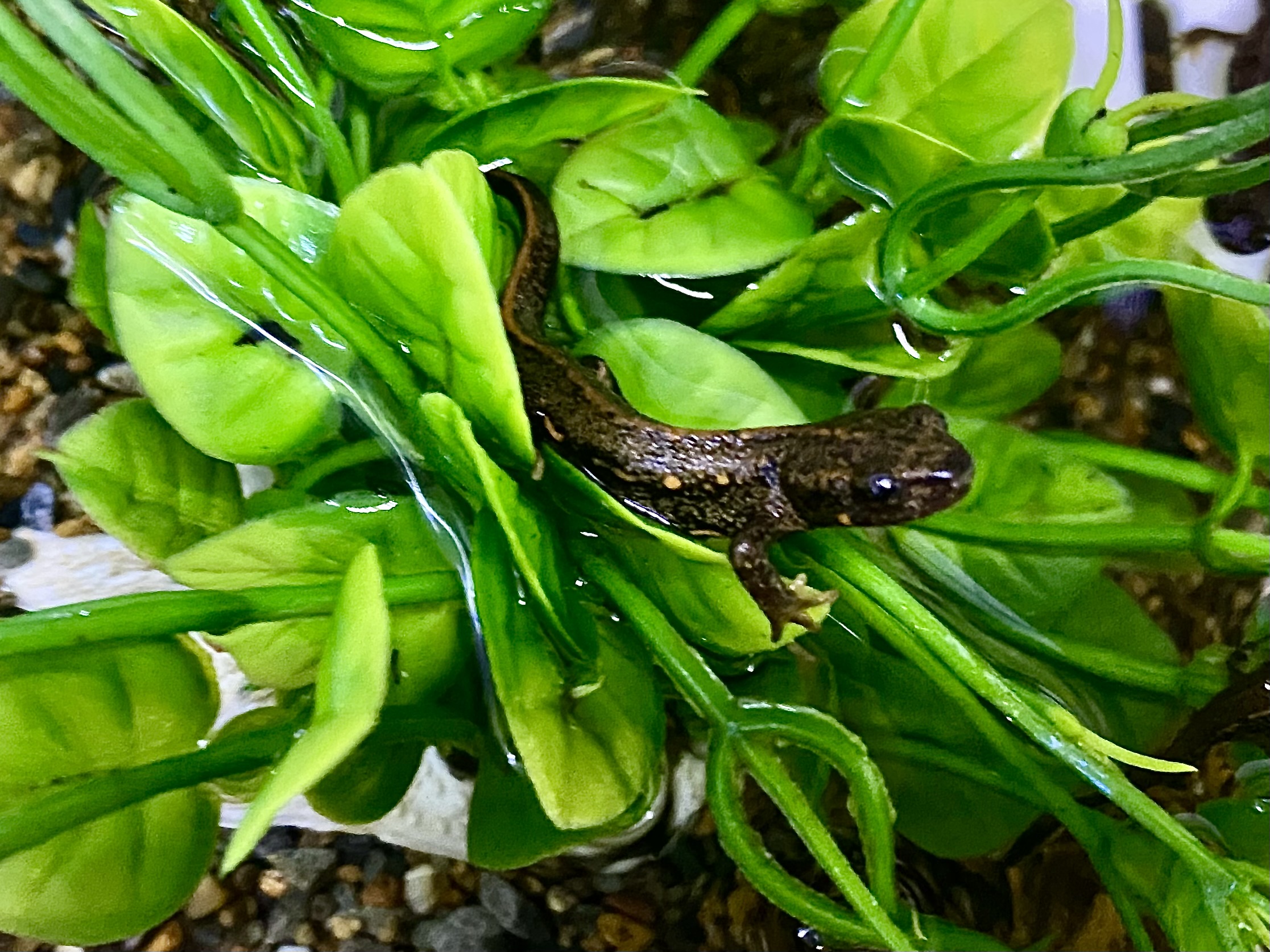 アマミシリケンイモリ