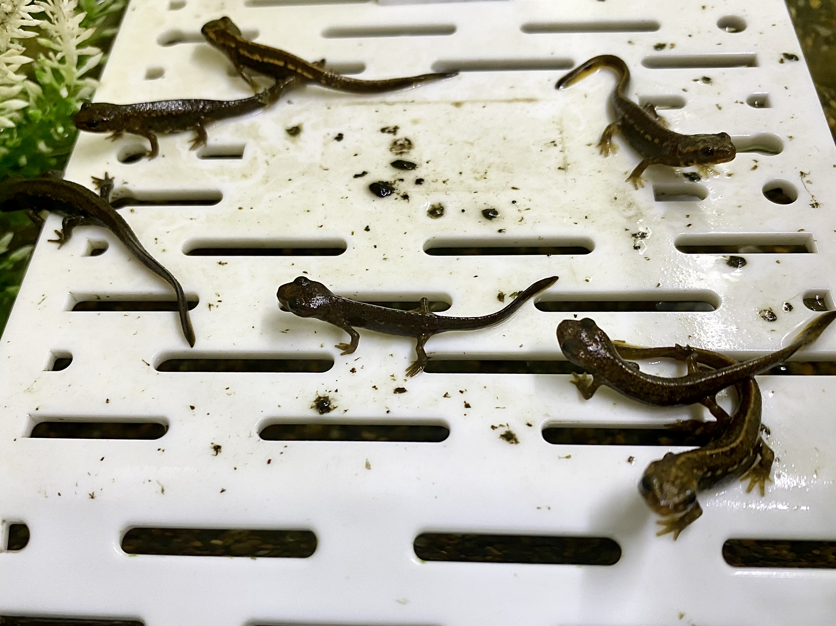 アマミシリケンイモリ