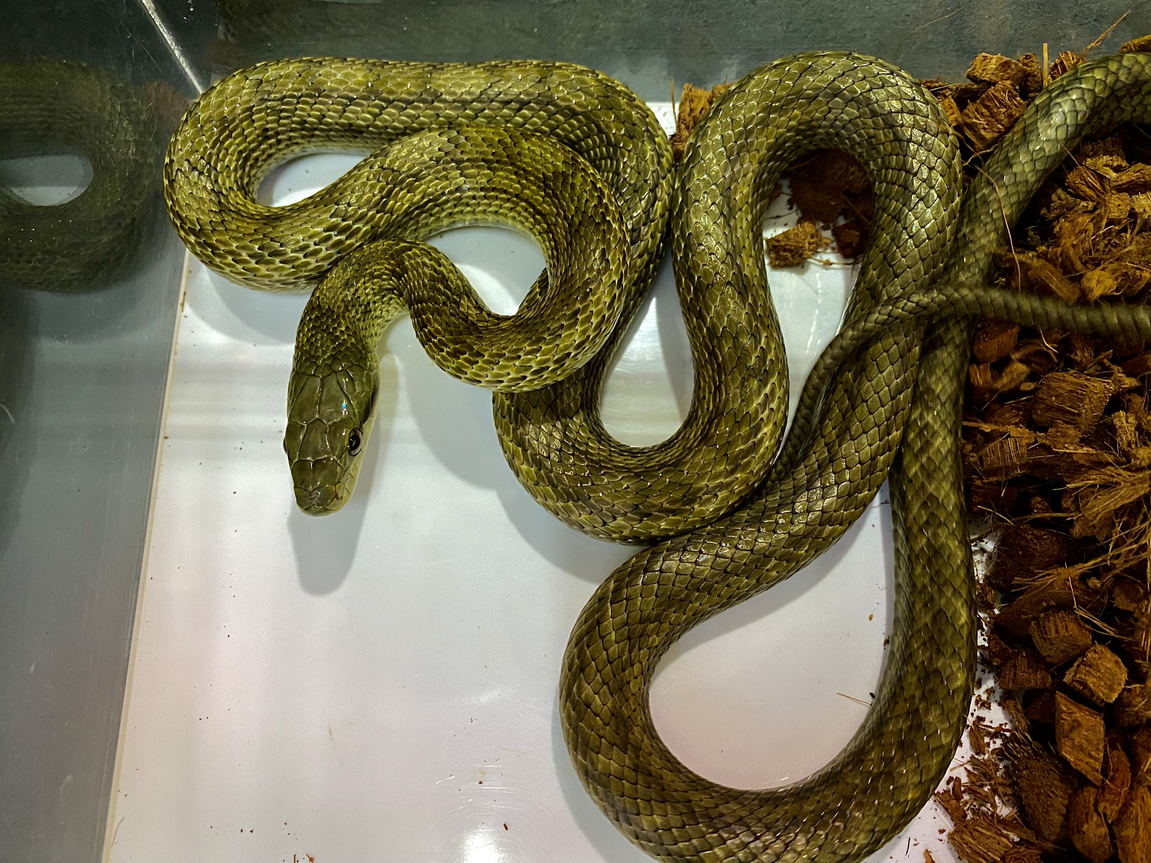 アオダイショウ