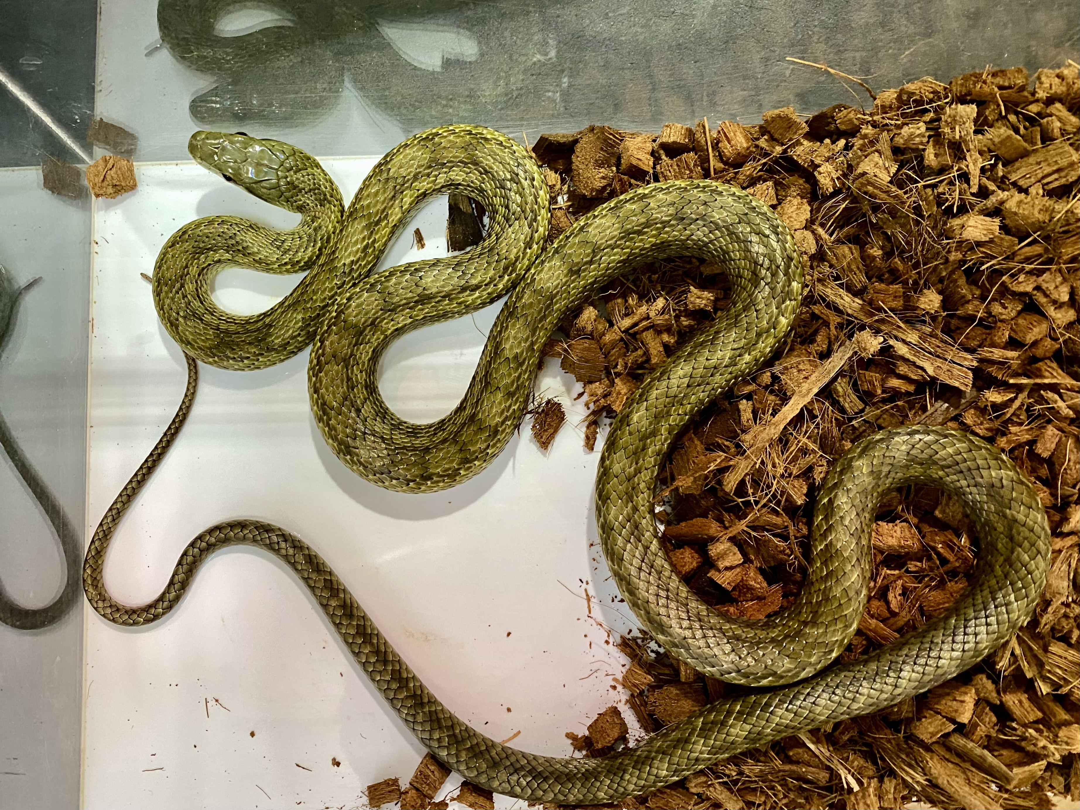 アオダイショウ