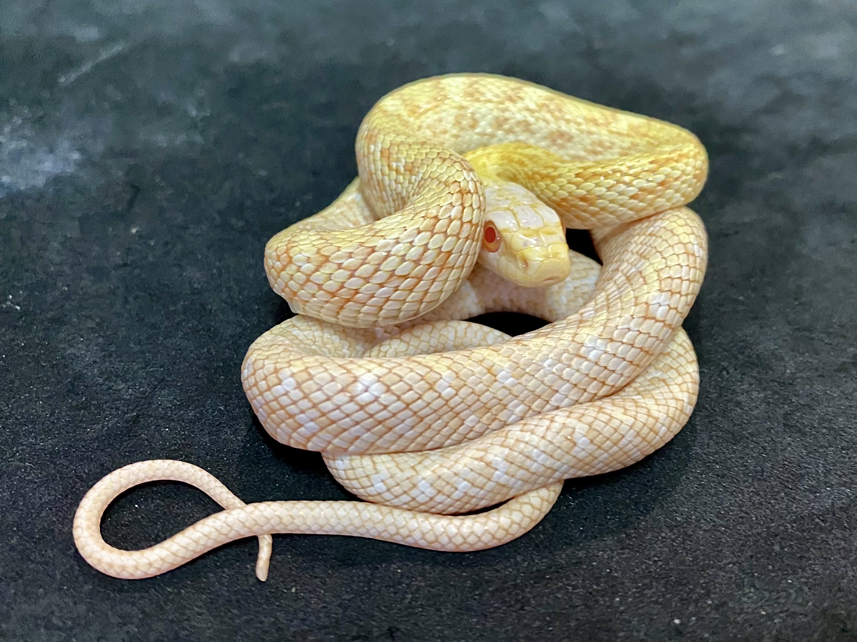 アオダイショウ