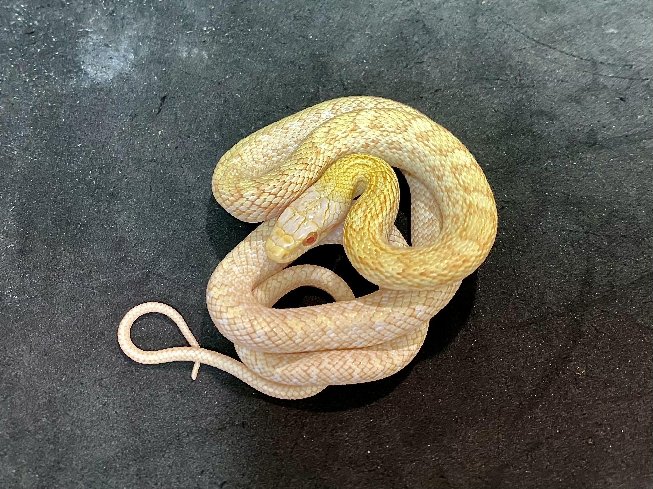 アオダイショウ