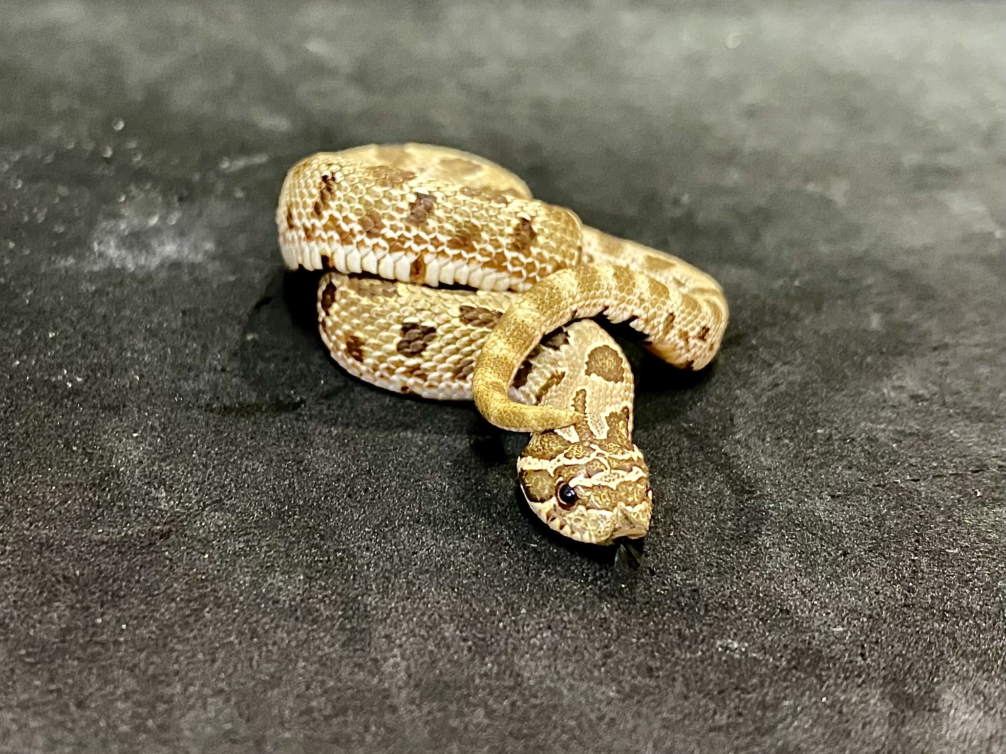 セイブシシバナヘビ