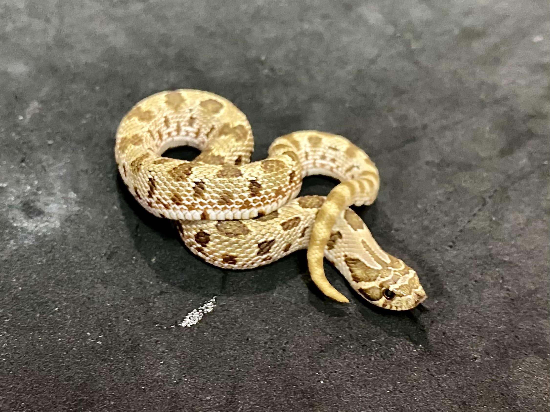 セイブシシバナヘビ