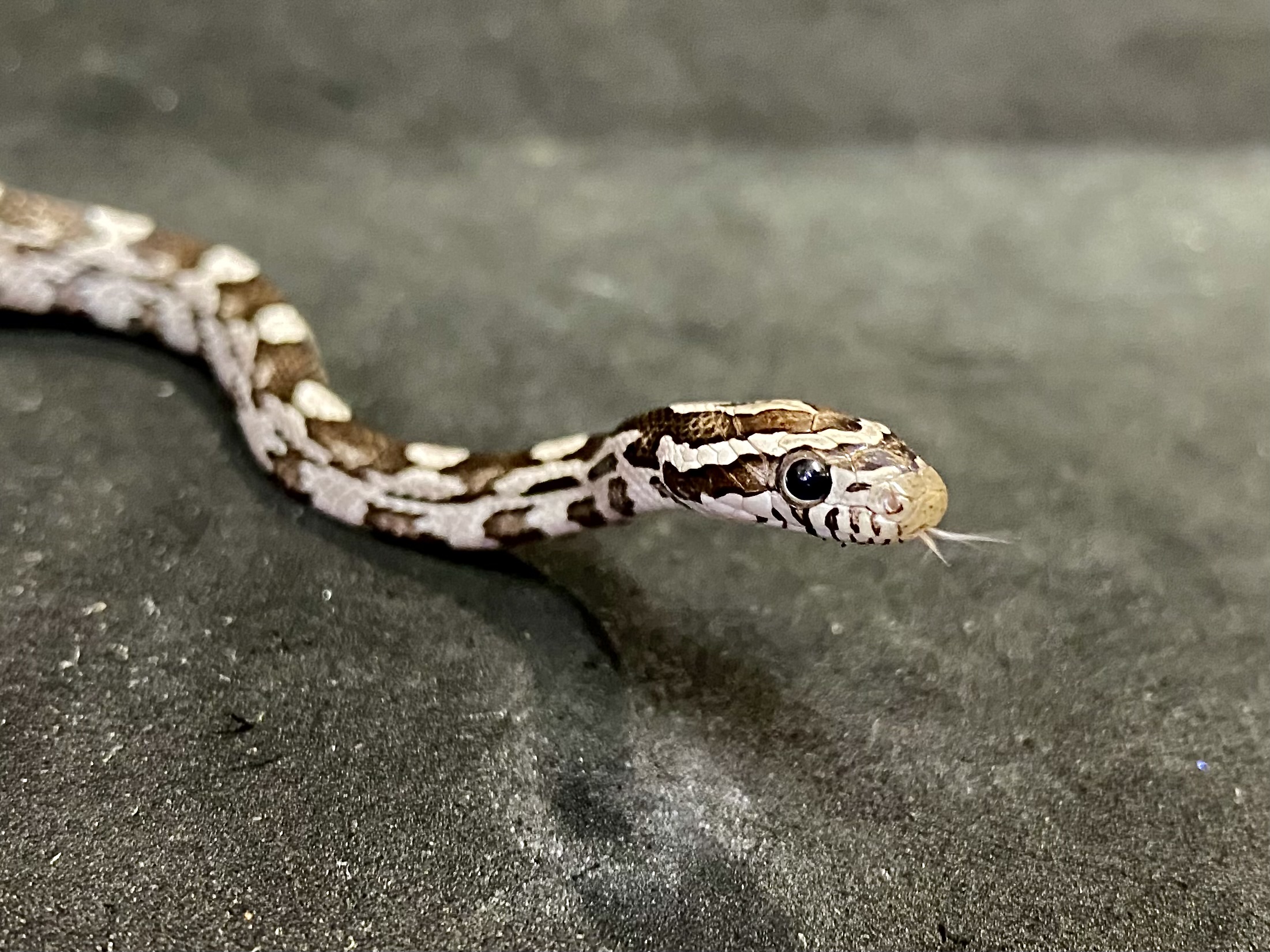 コーンスネーク