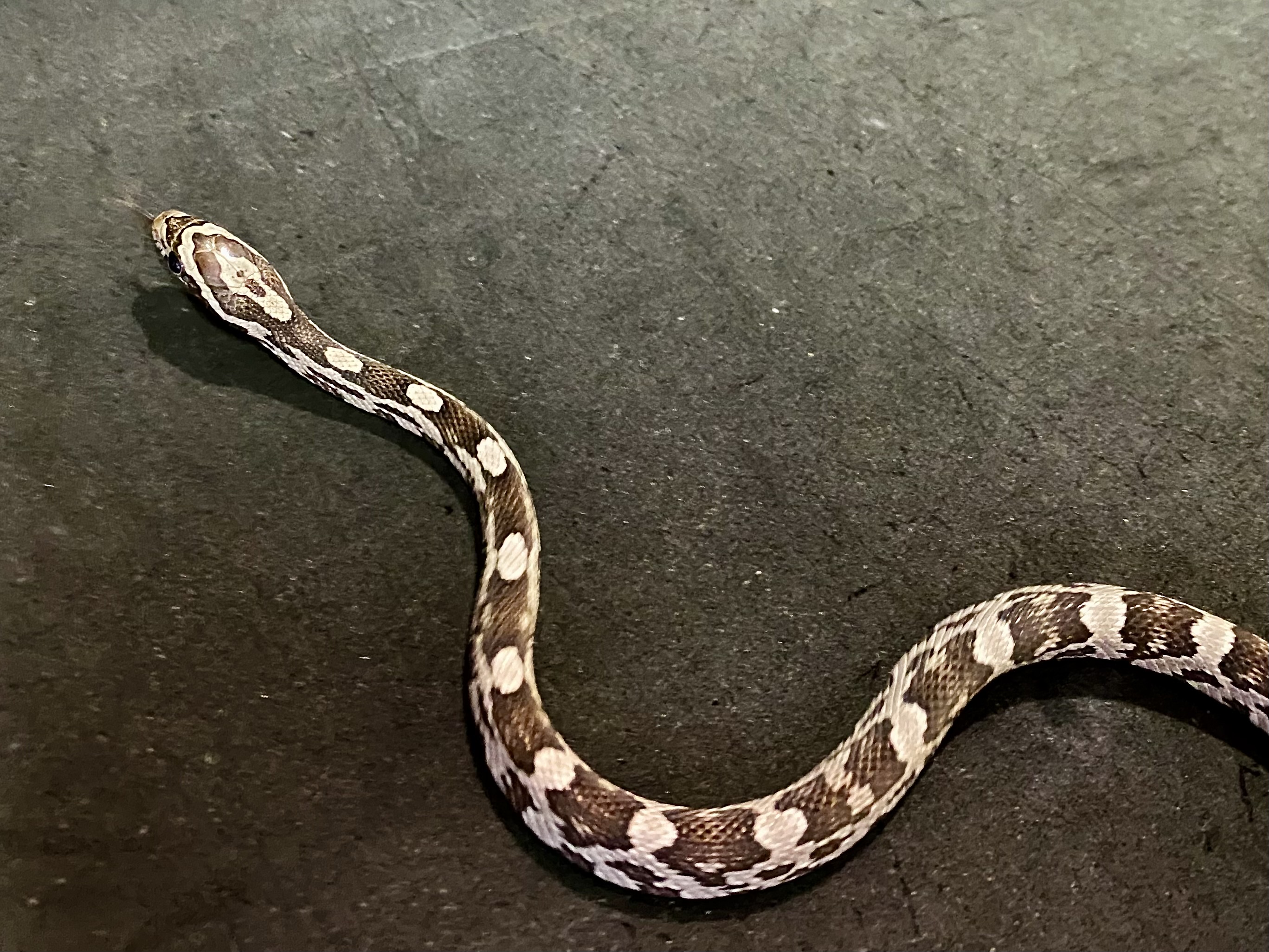 コーンスネーク