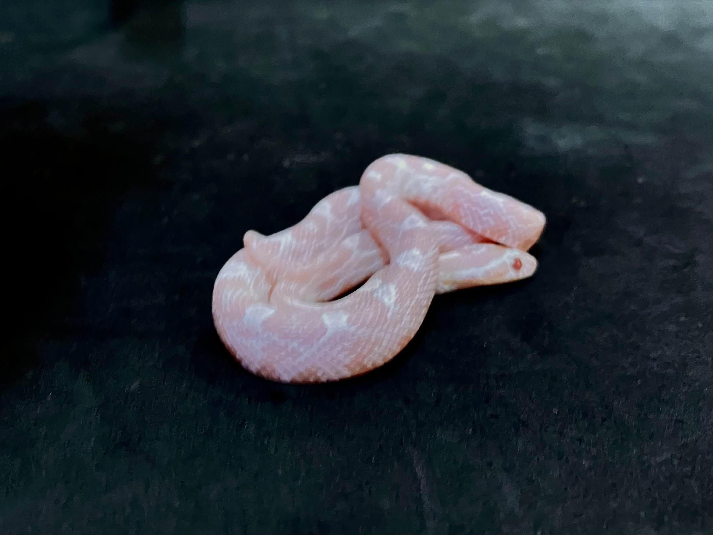 コーンスネーク