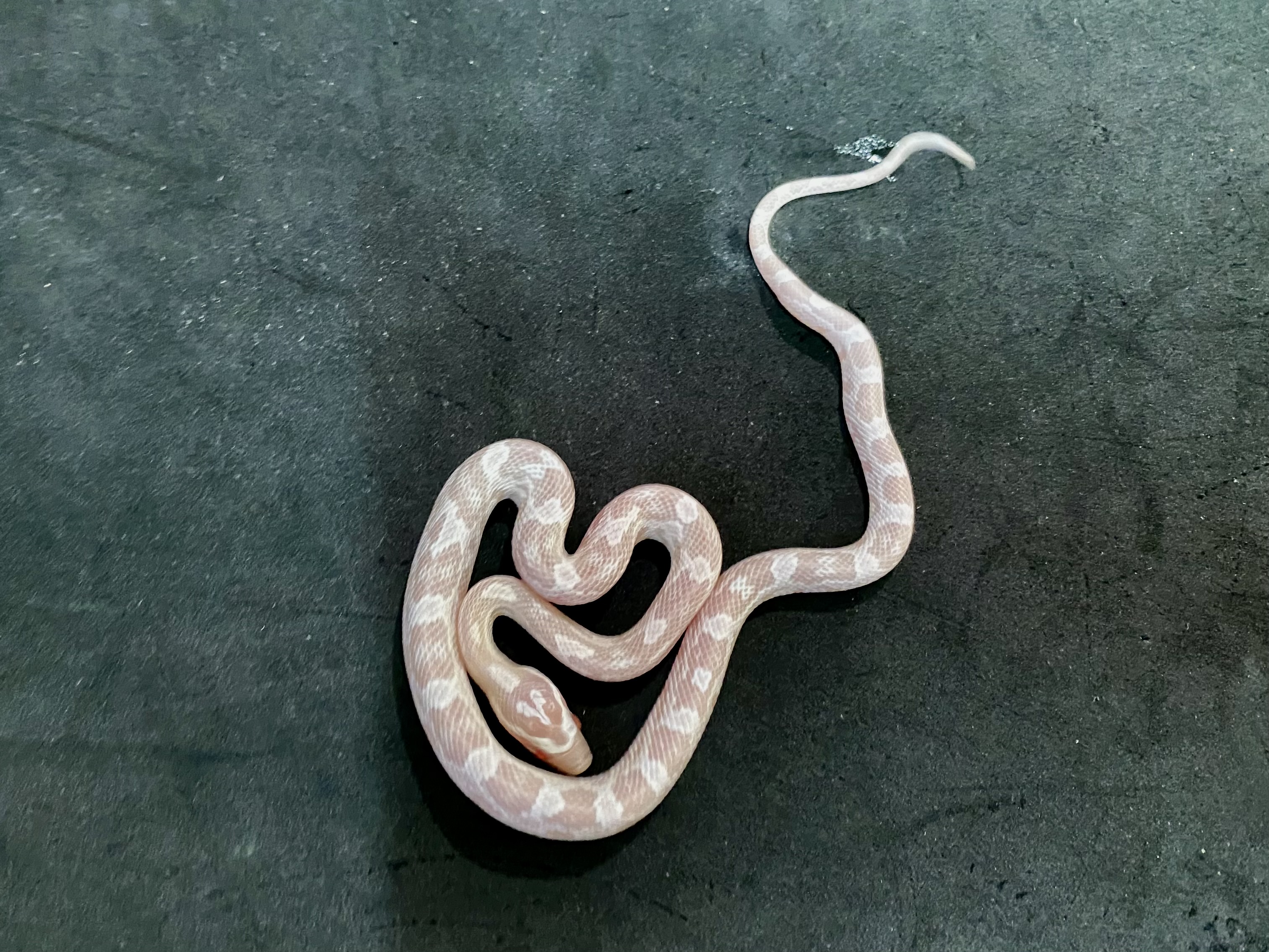 コーンスネーク