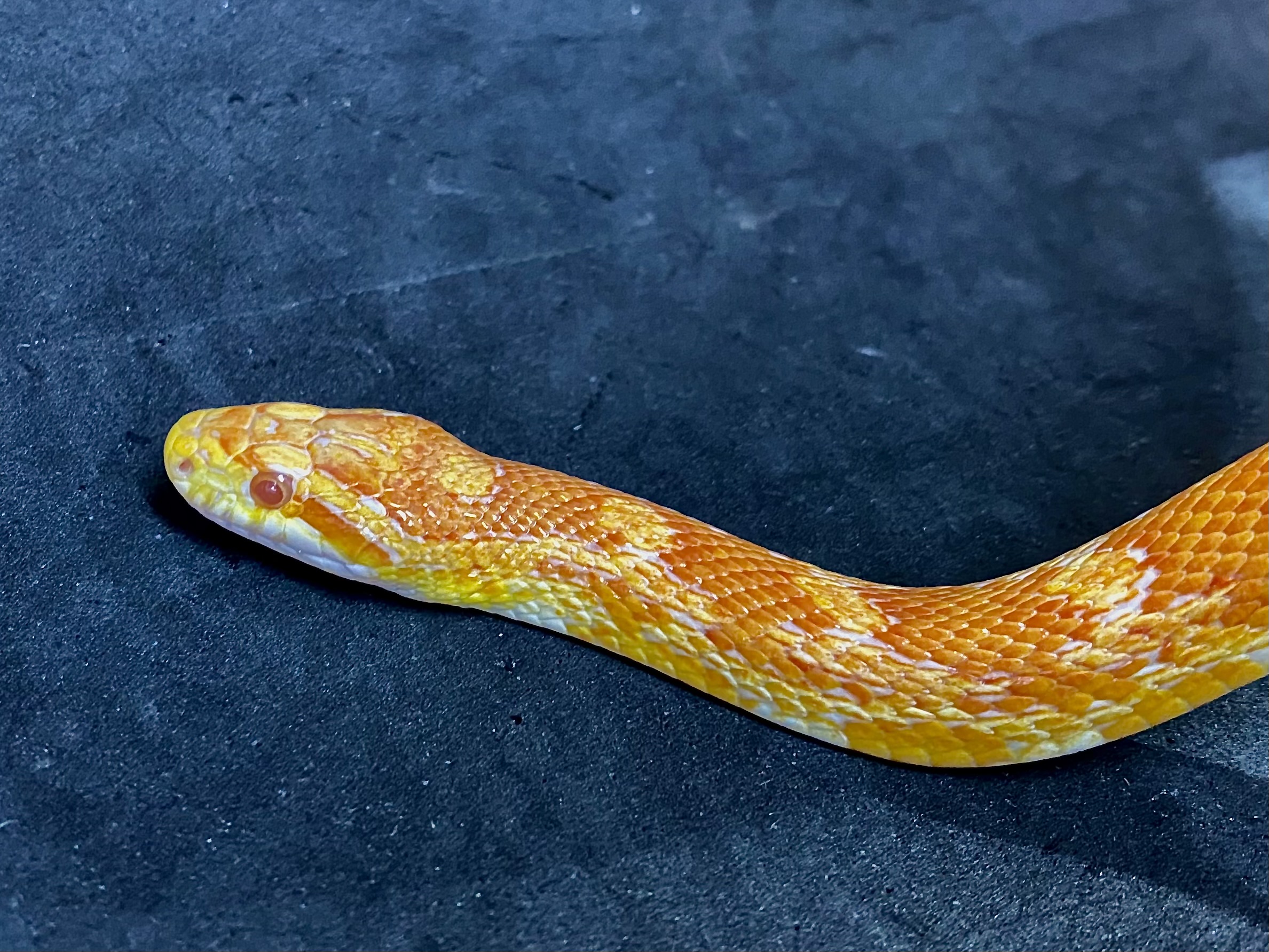 コーンスネーク