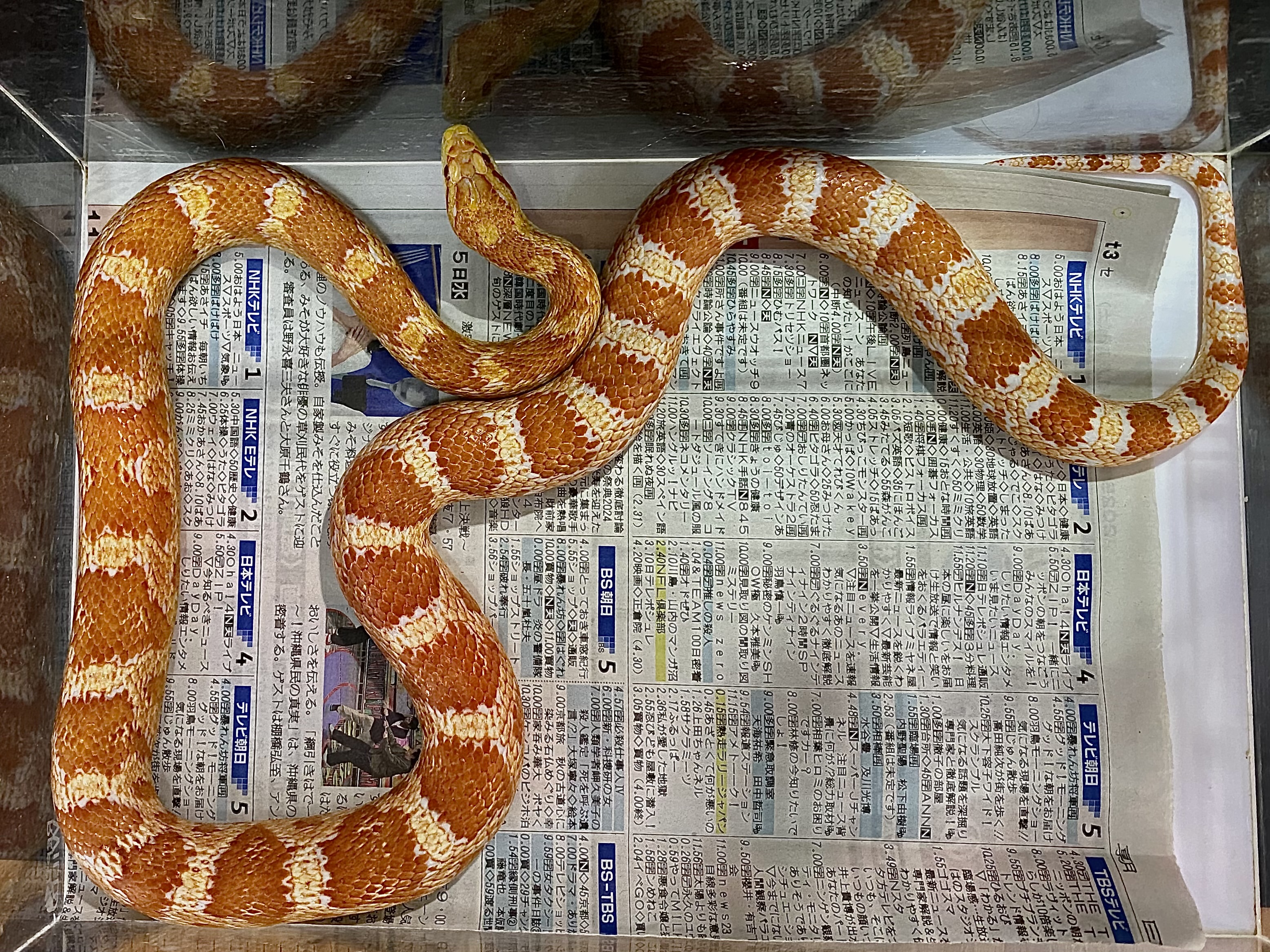 コーンスネーク