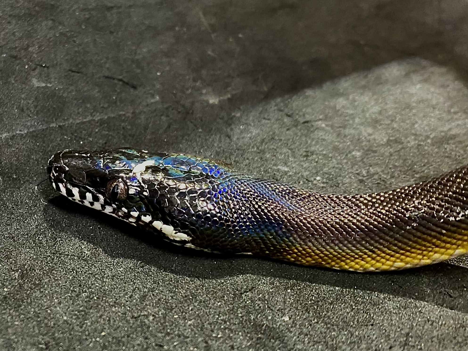 アルバーティスパイソン