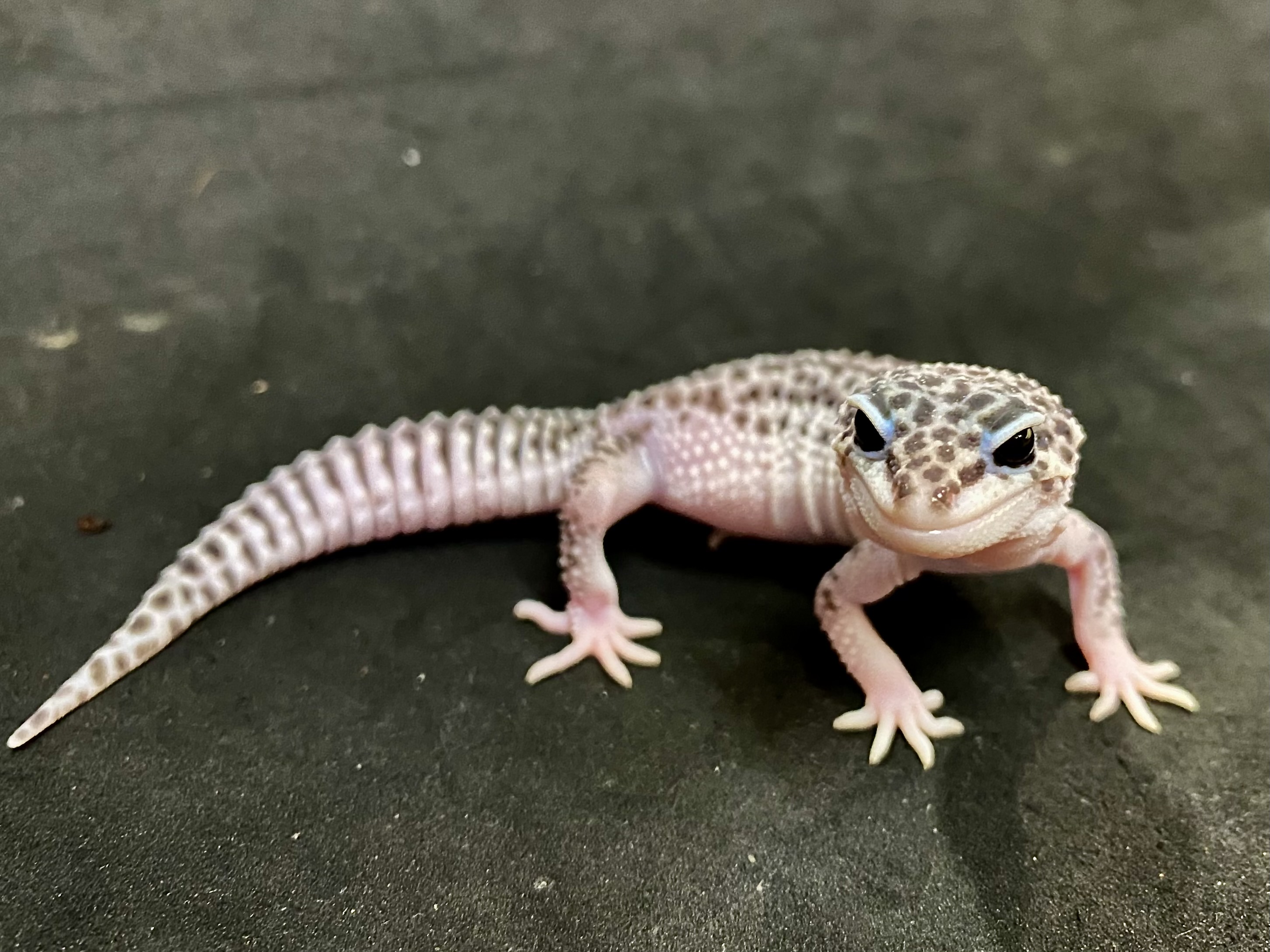 スーパーマックスノー