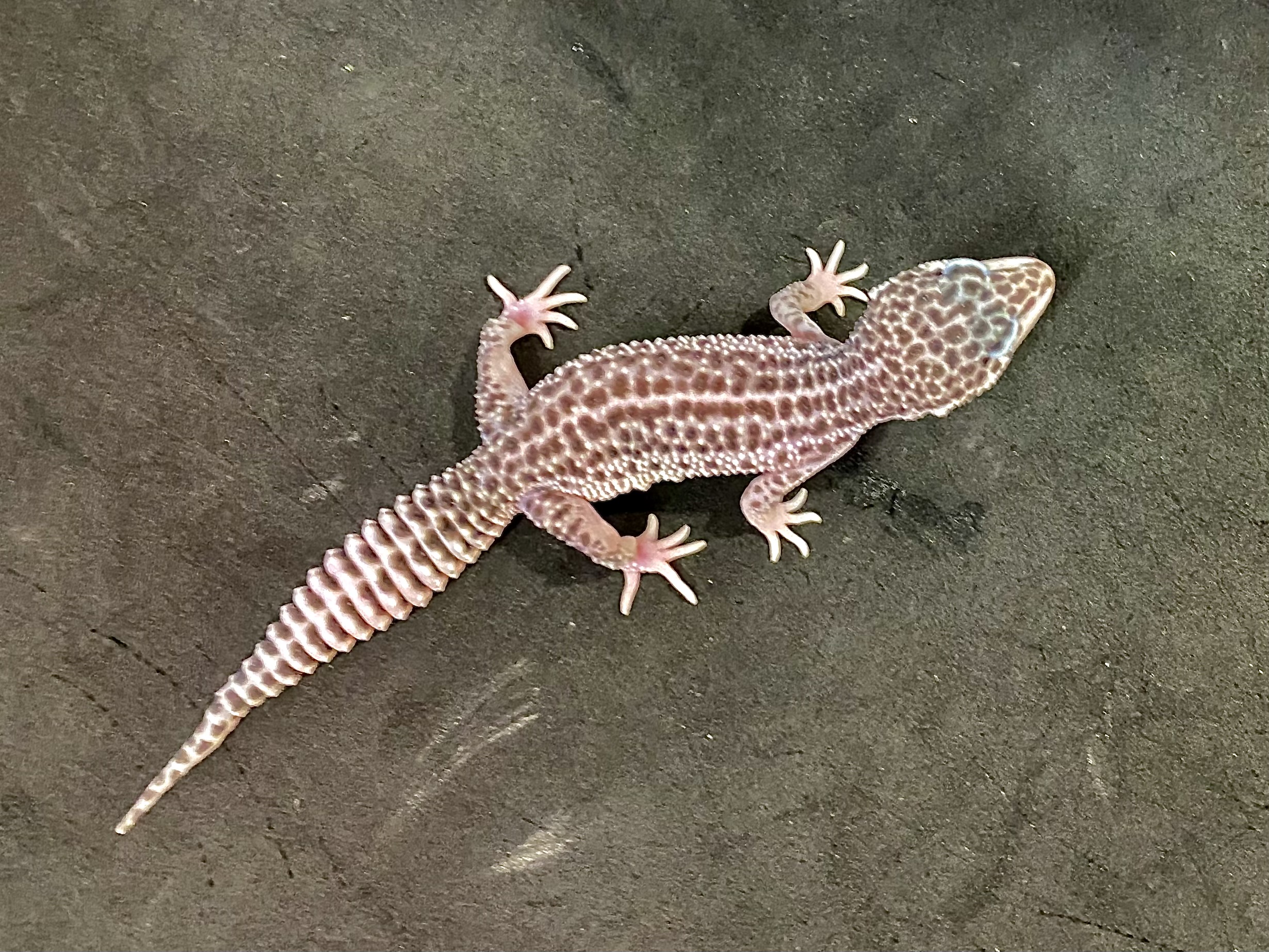 スーパーマックスノー