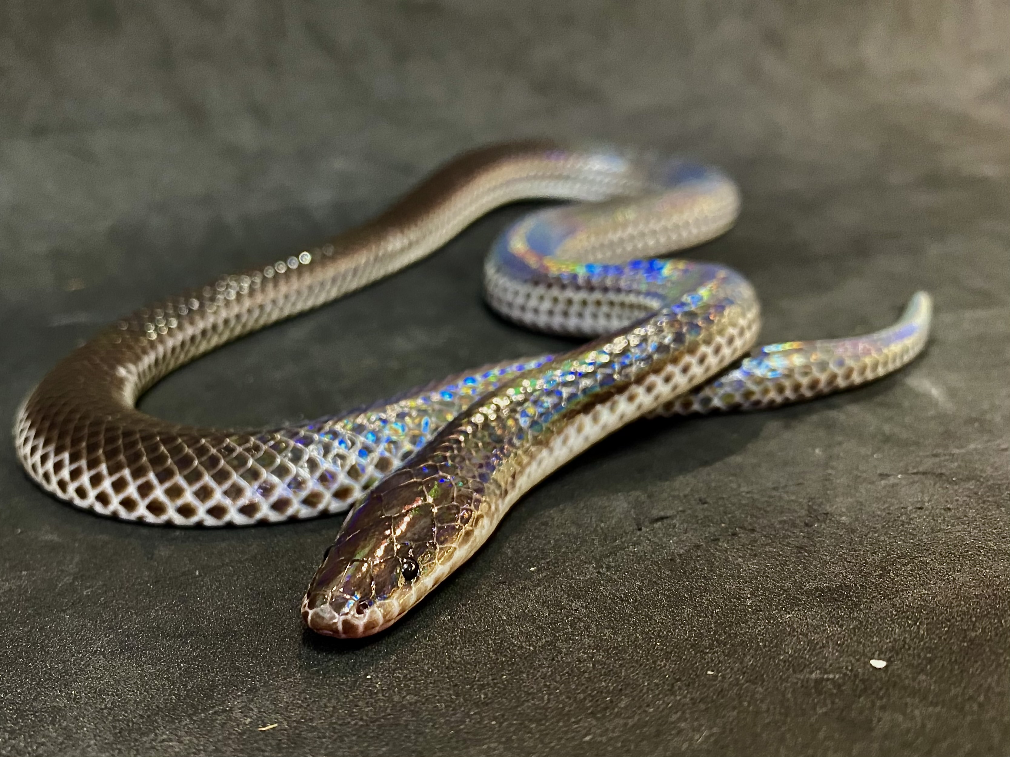 サンビームヘビ