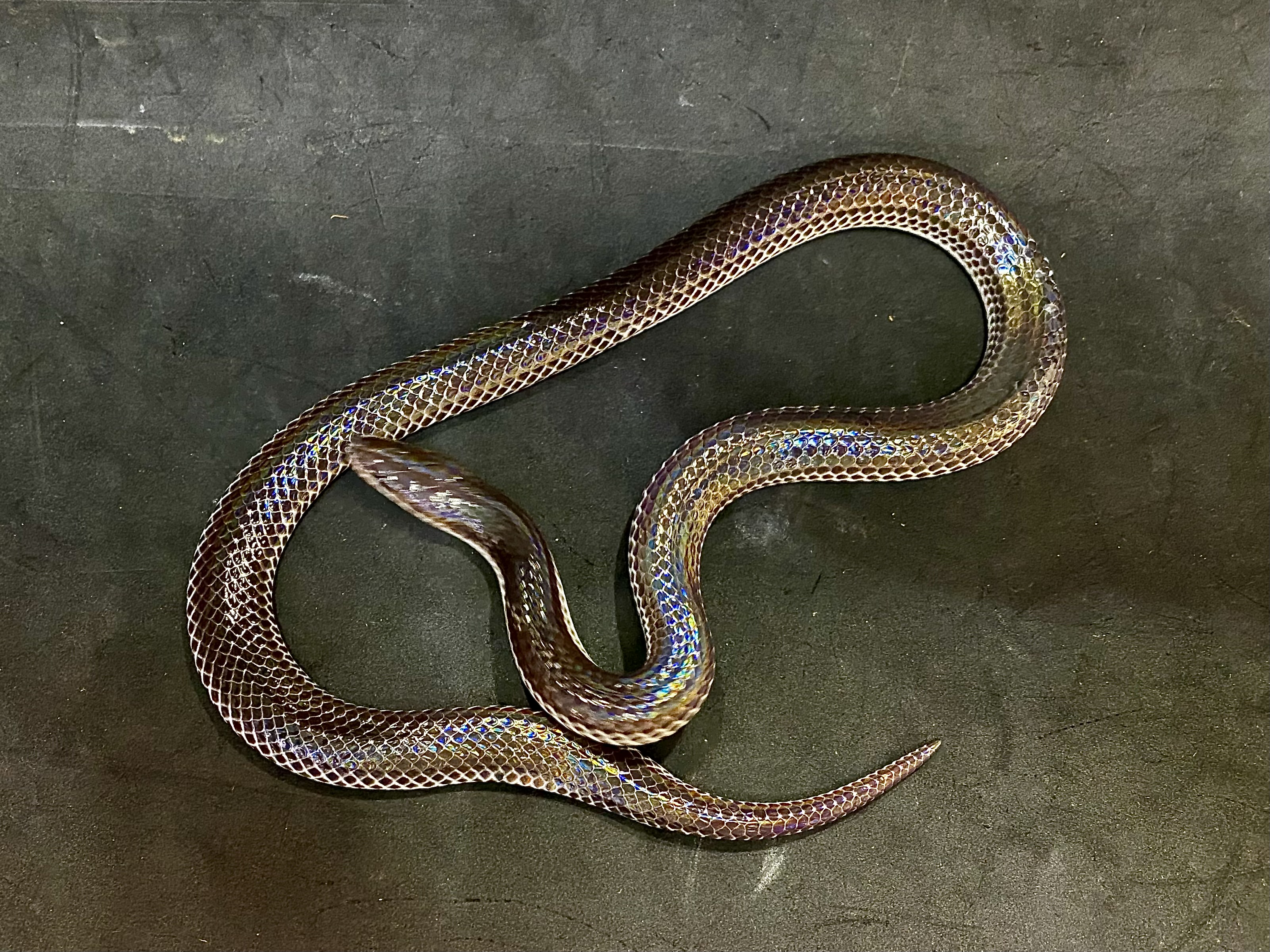 サンビームヘビ