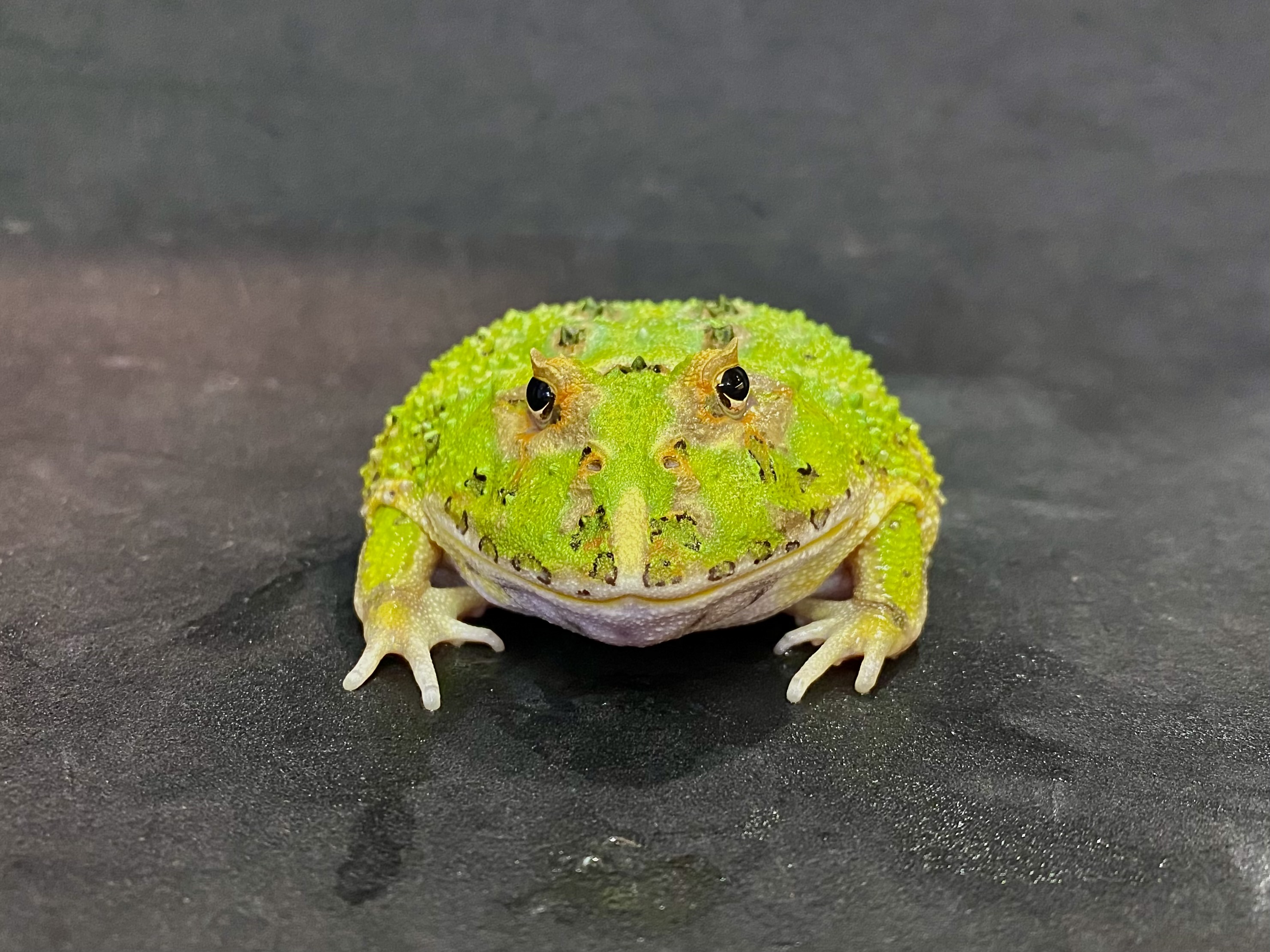 クランウェルツノガエル