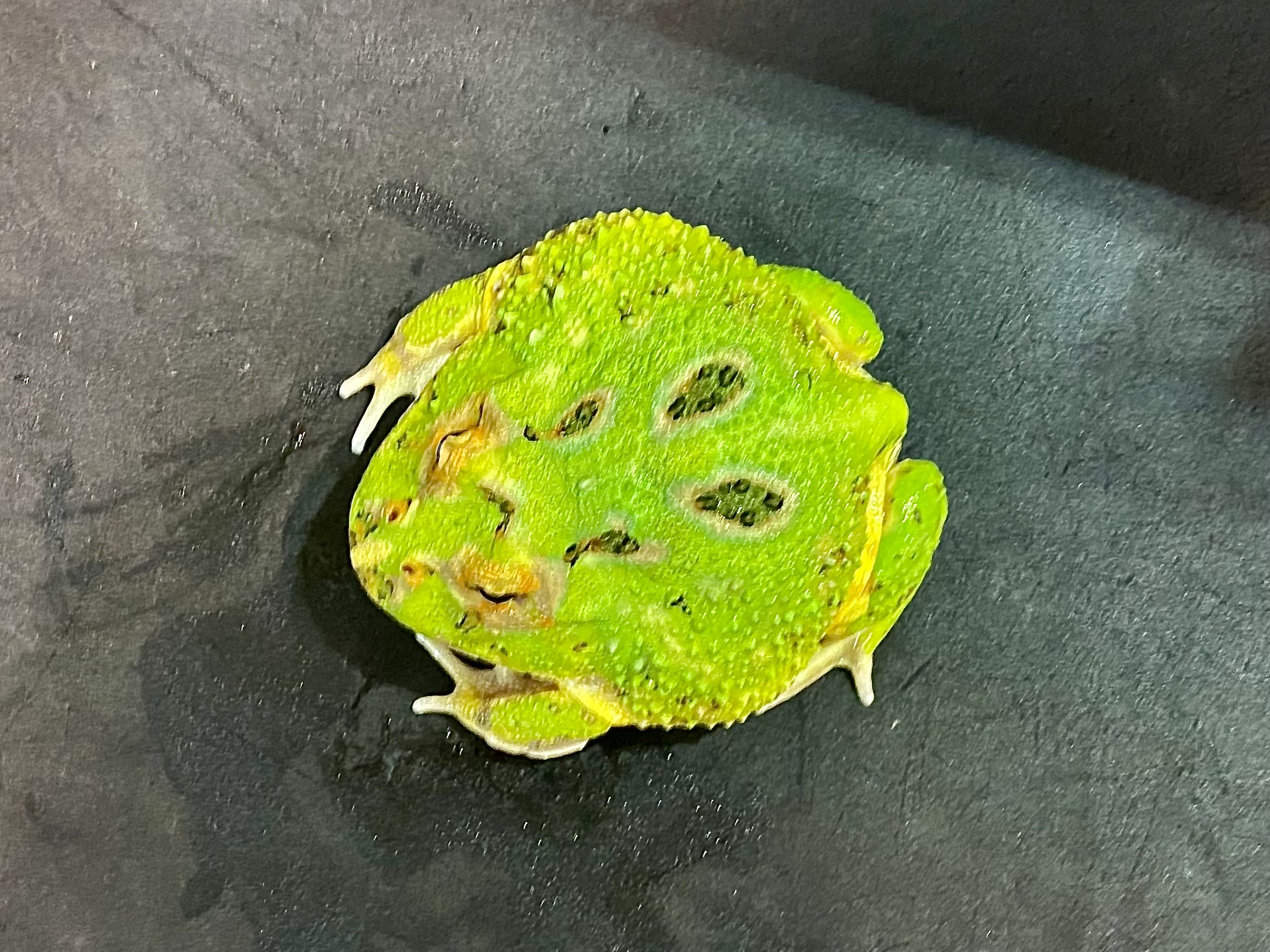 クランウェルツノガエル