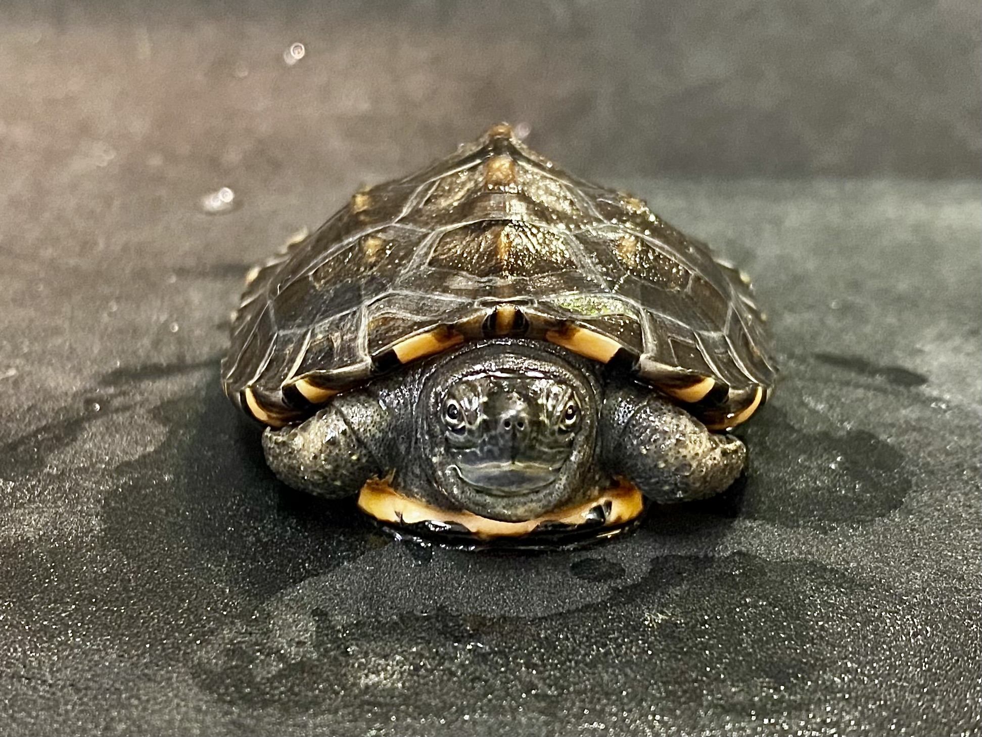 カントンクサガメ