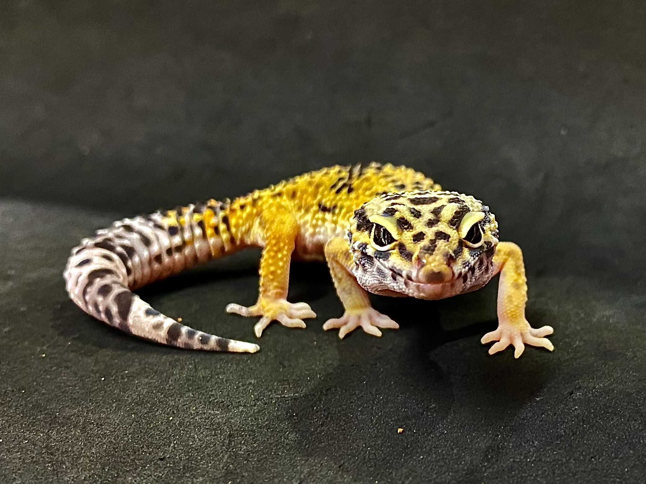 ヒョウモントカゲモドキ | 横浜爬虫類専門店アクアマイティー