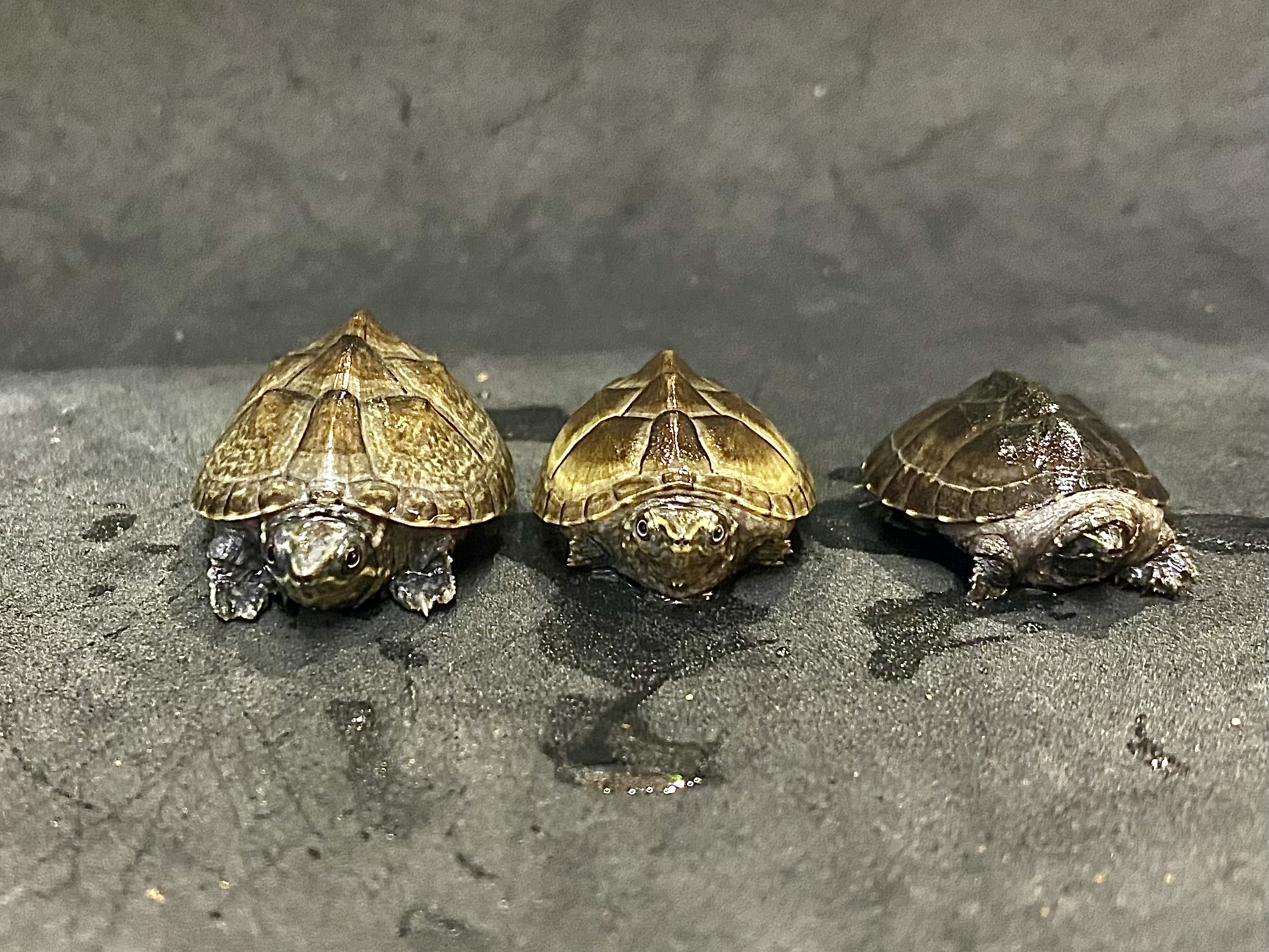 ミシシッピニオイガメ