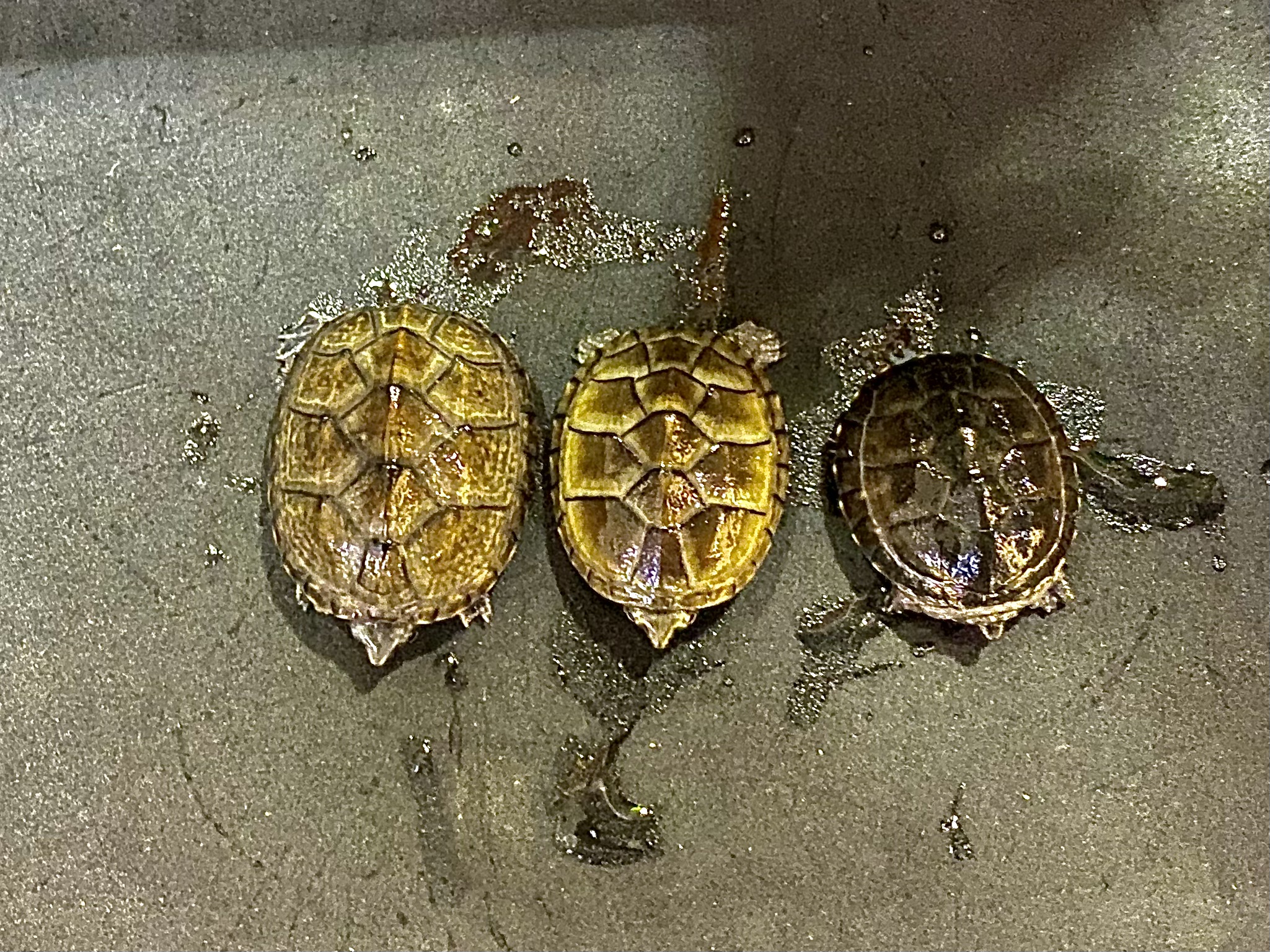 ミシシッピニオイガメ