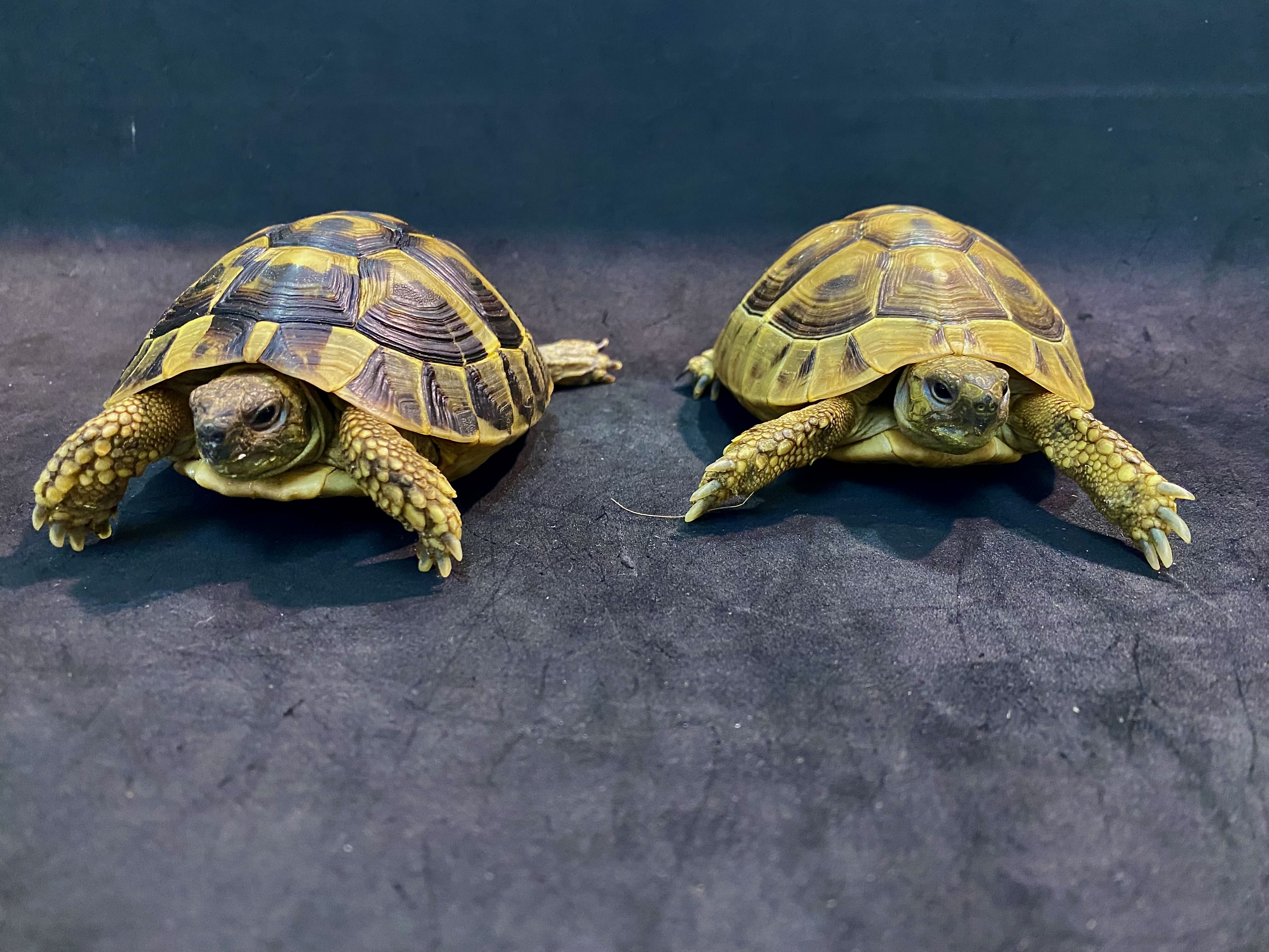 カメ | 横浜爬虫類ならアクアマイティー