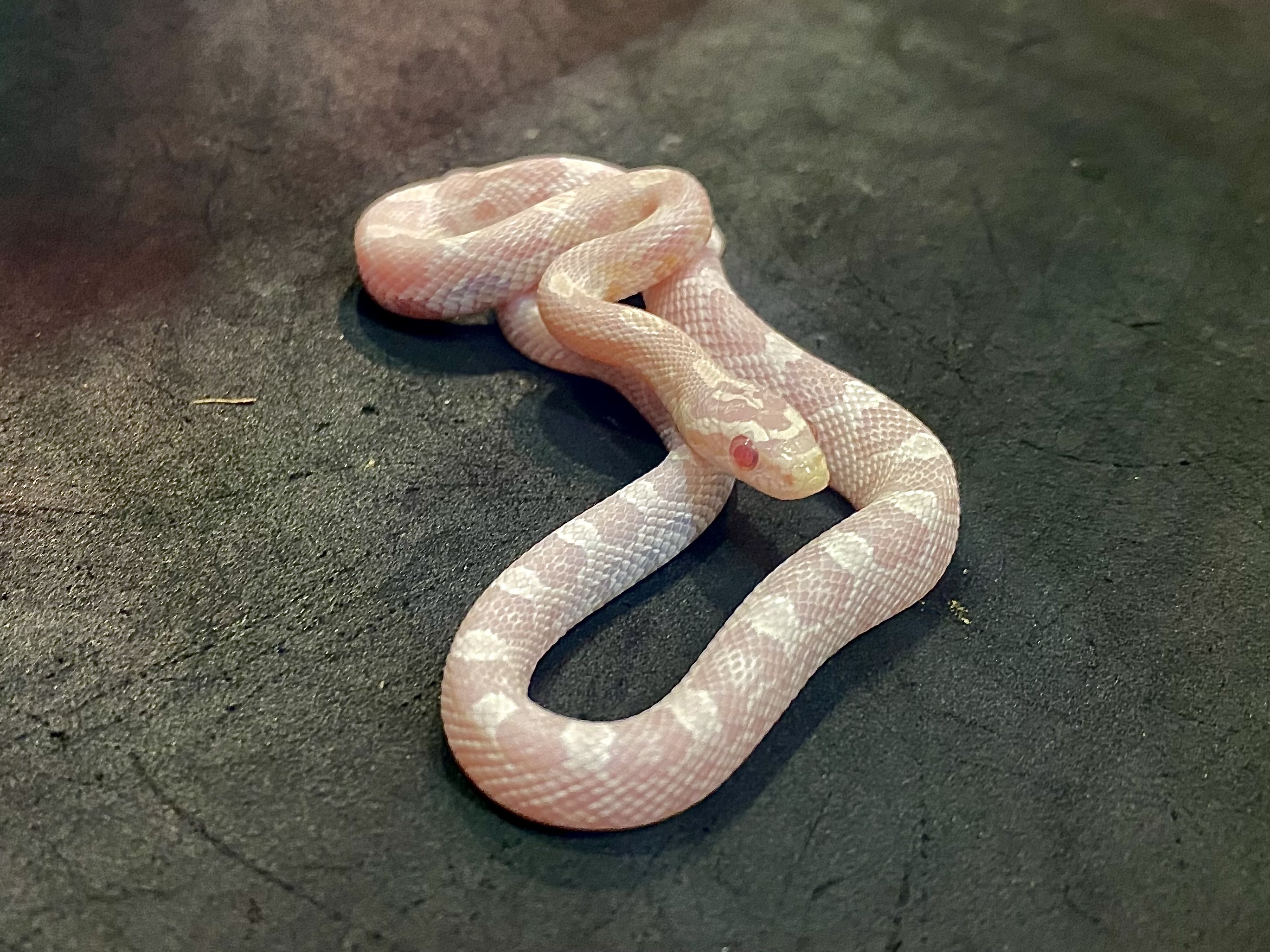 コーンスネーク