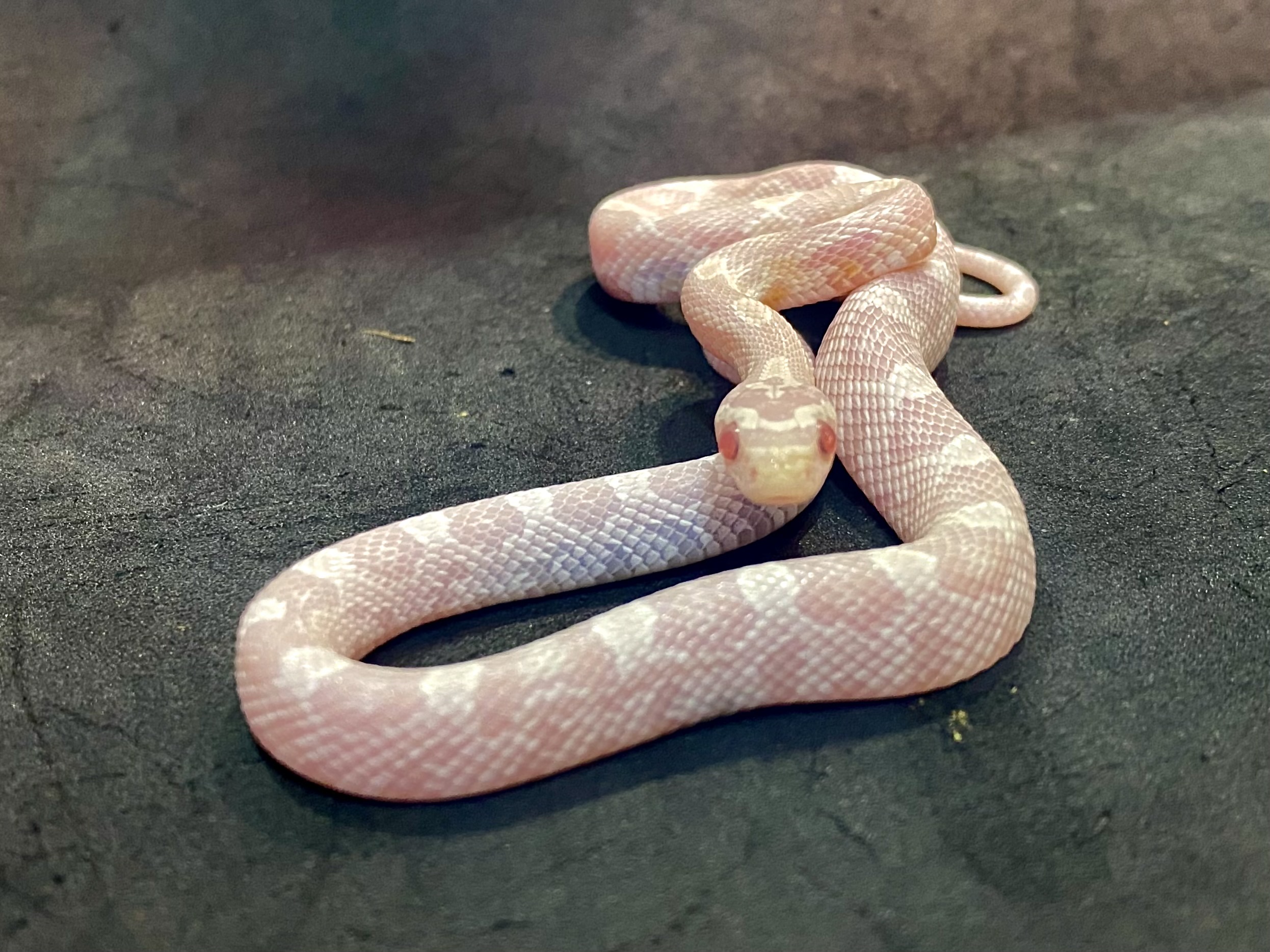 コーンスネーク