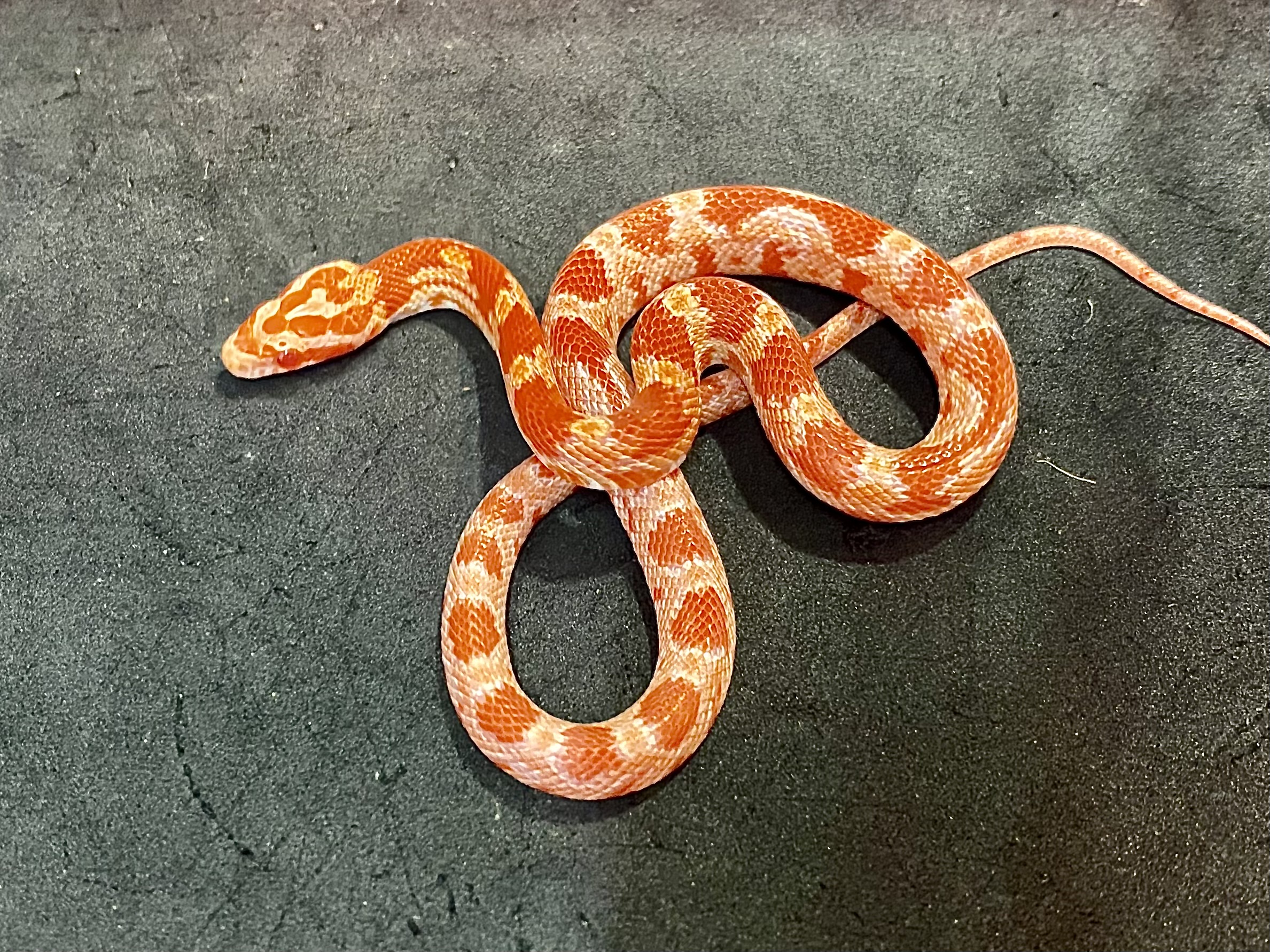 コーンスネーク