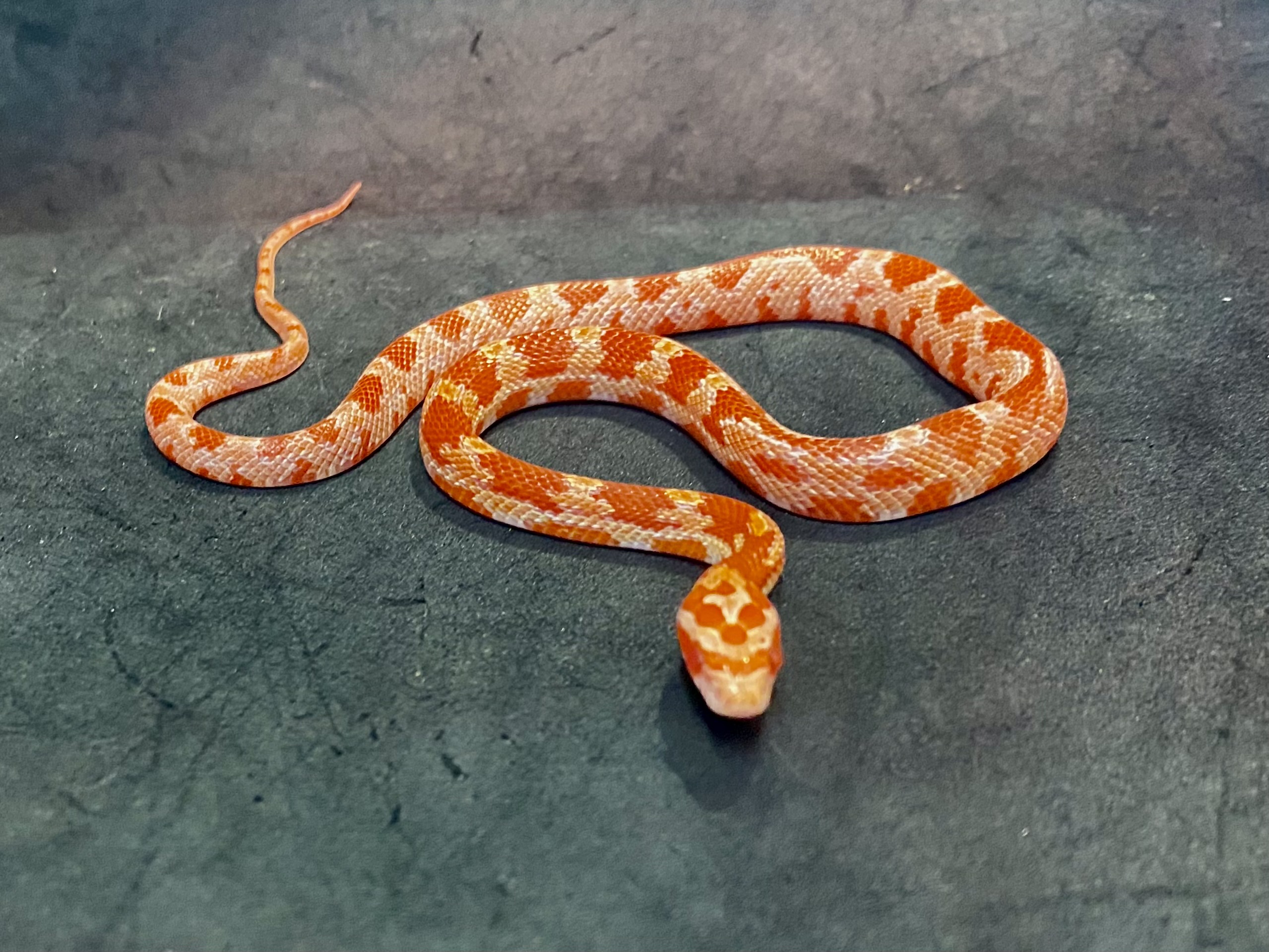 コーンスネーク