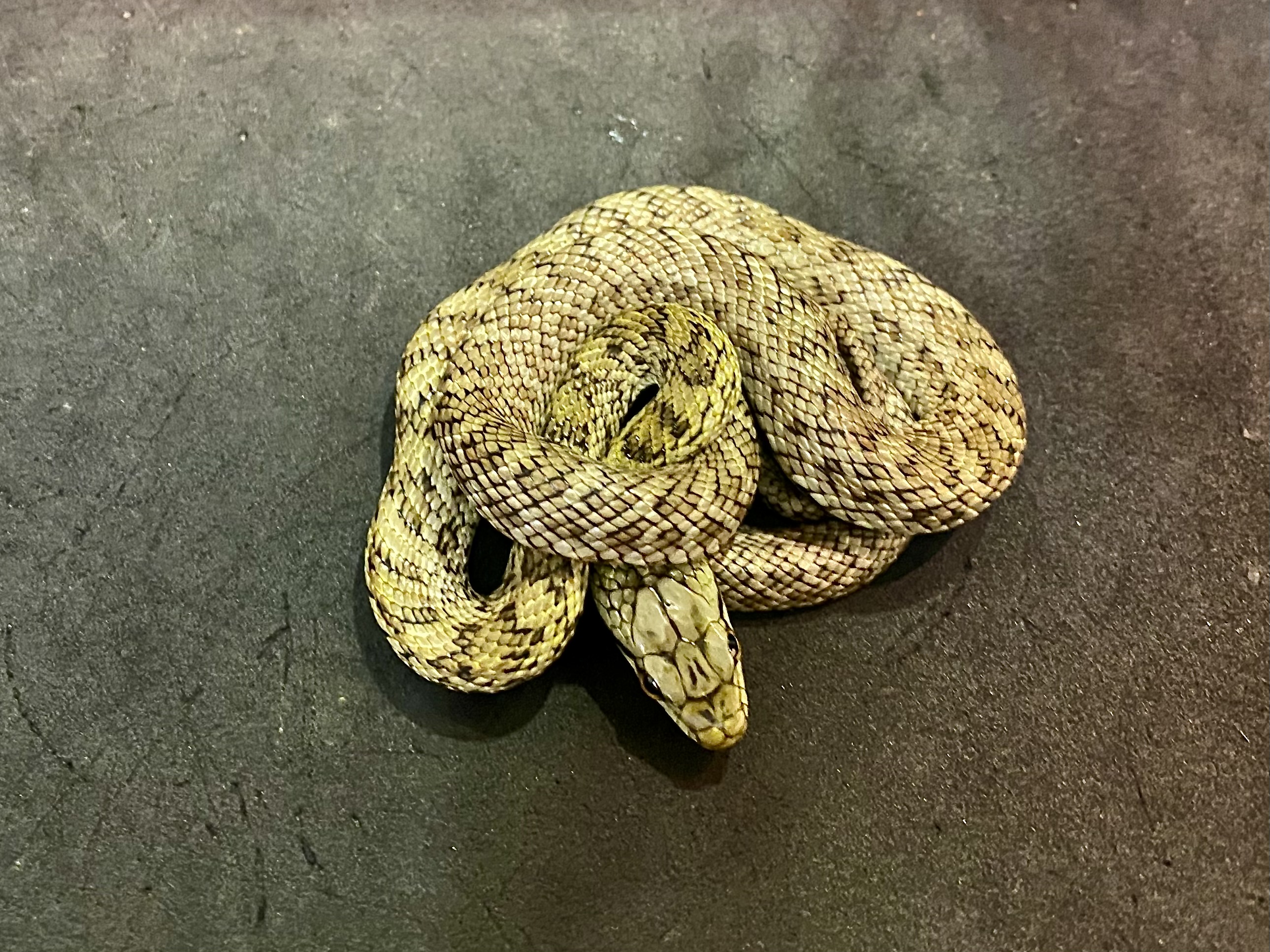 アオダイショウ