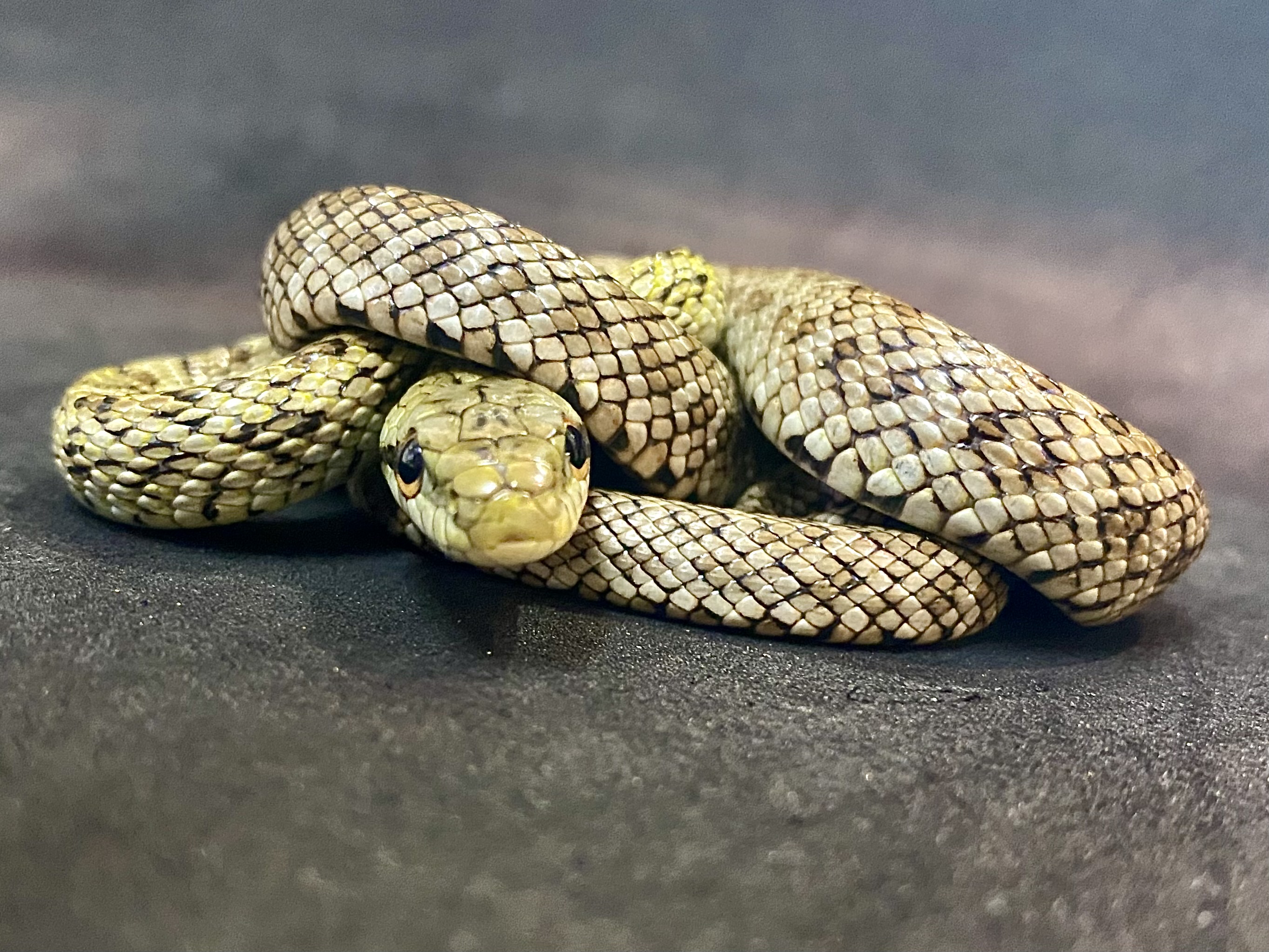 アオダイショウ