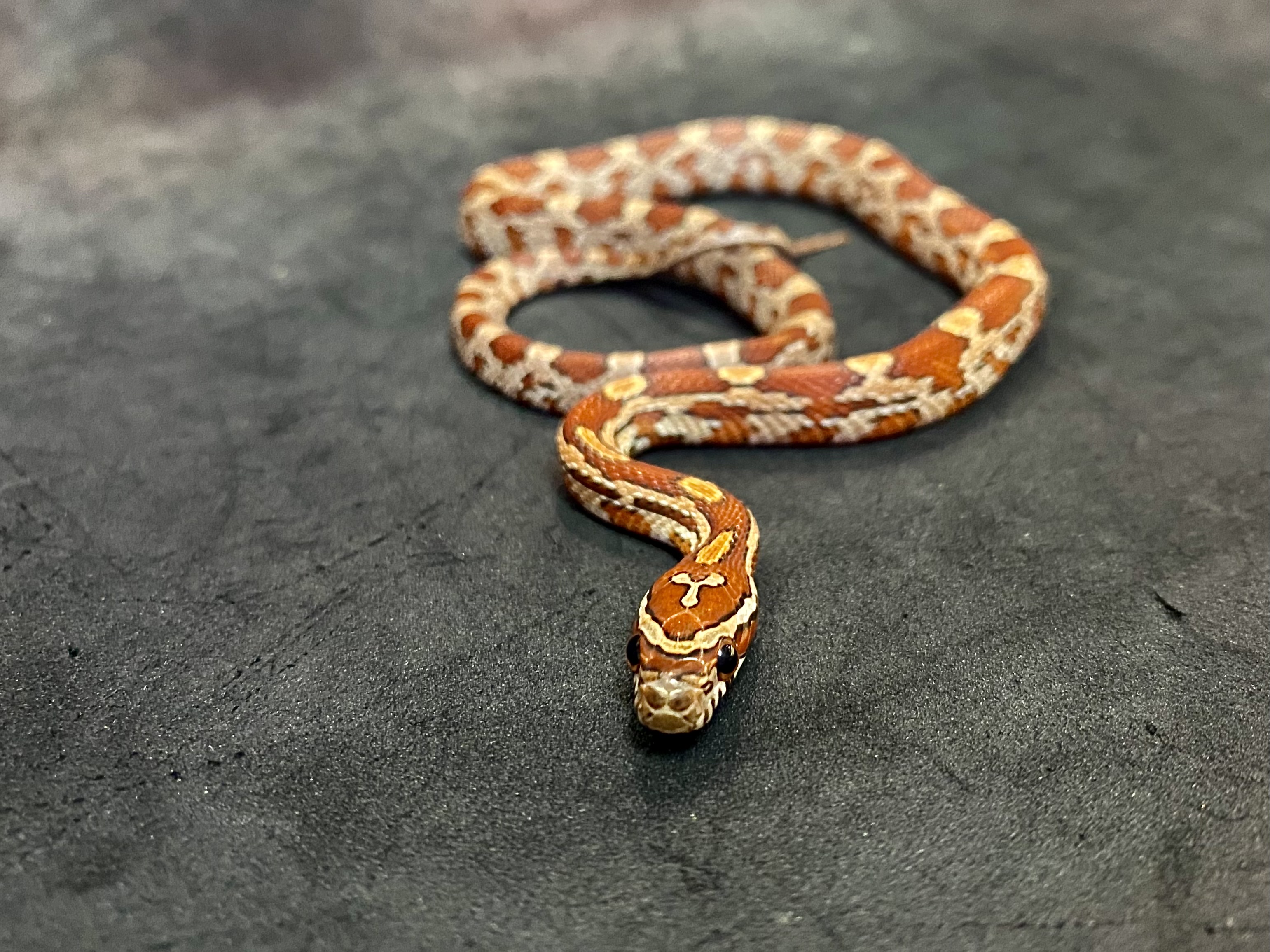 コーンスネーク