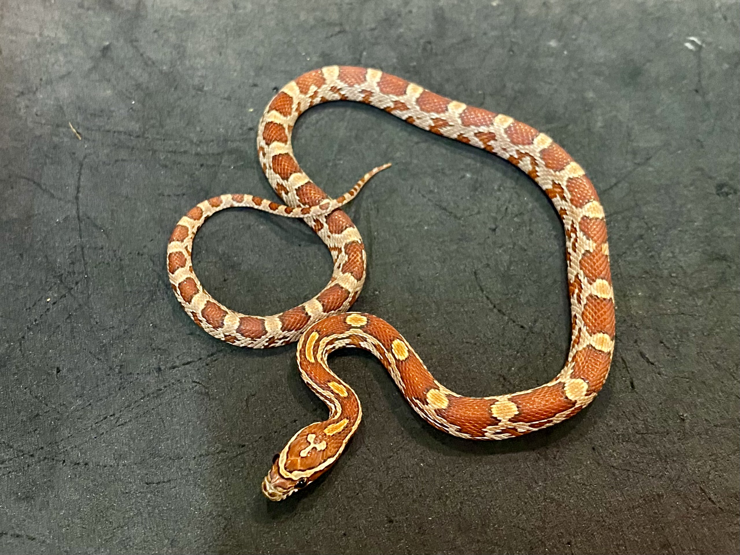 コーンスネーク