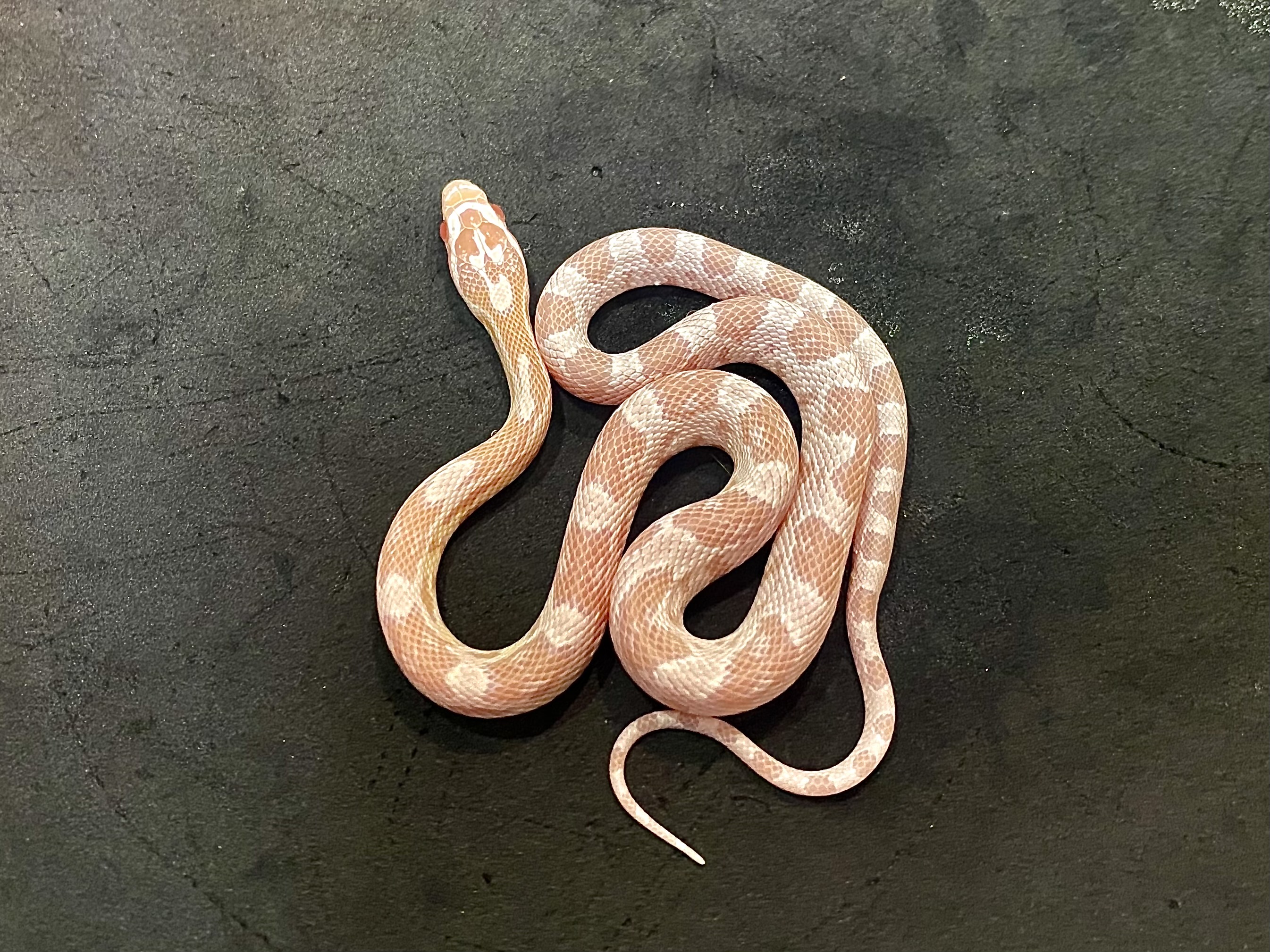 コーンスネーク