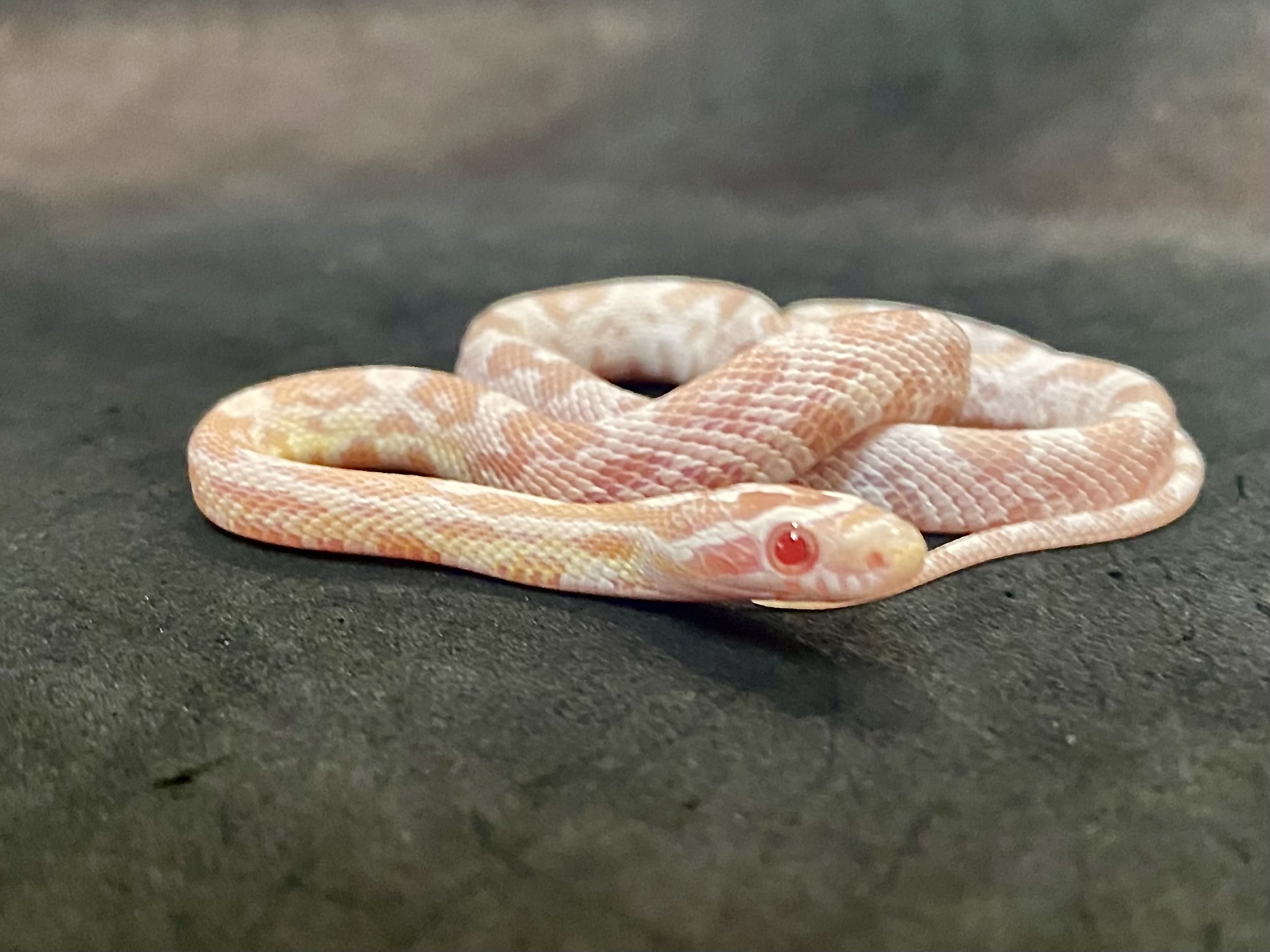 コーンスネーク