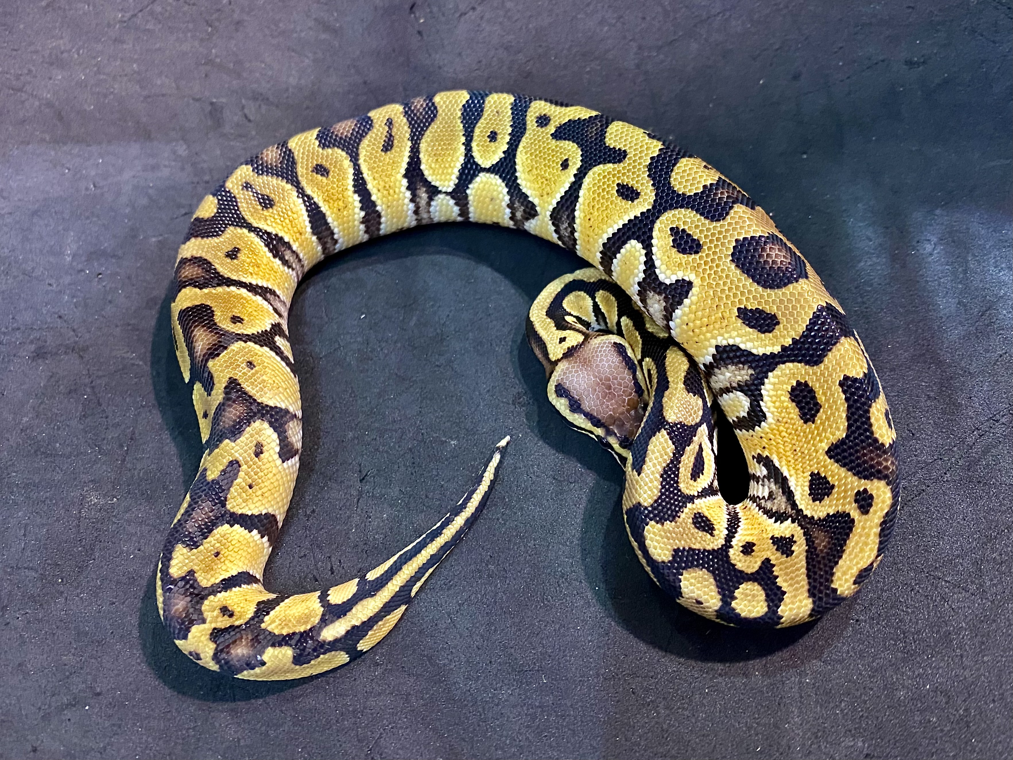 ボールパイソン