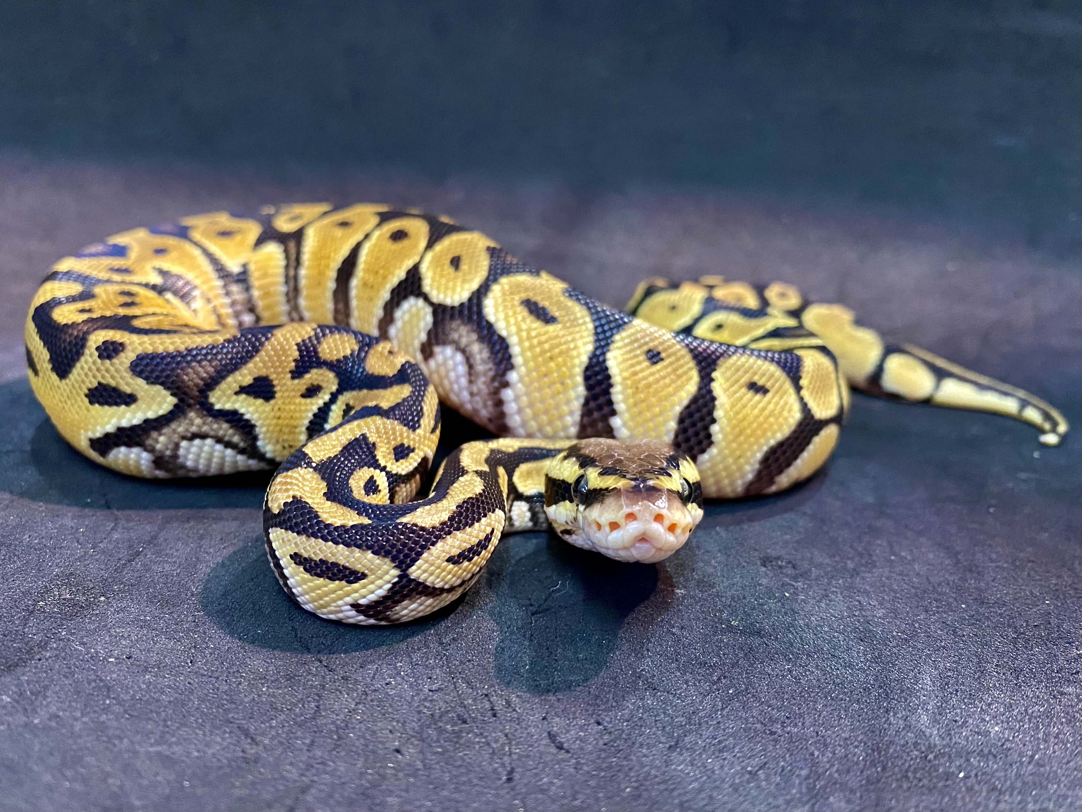 ボールパイソン