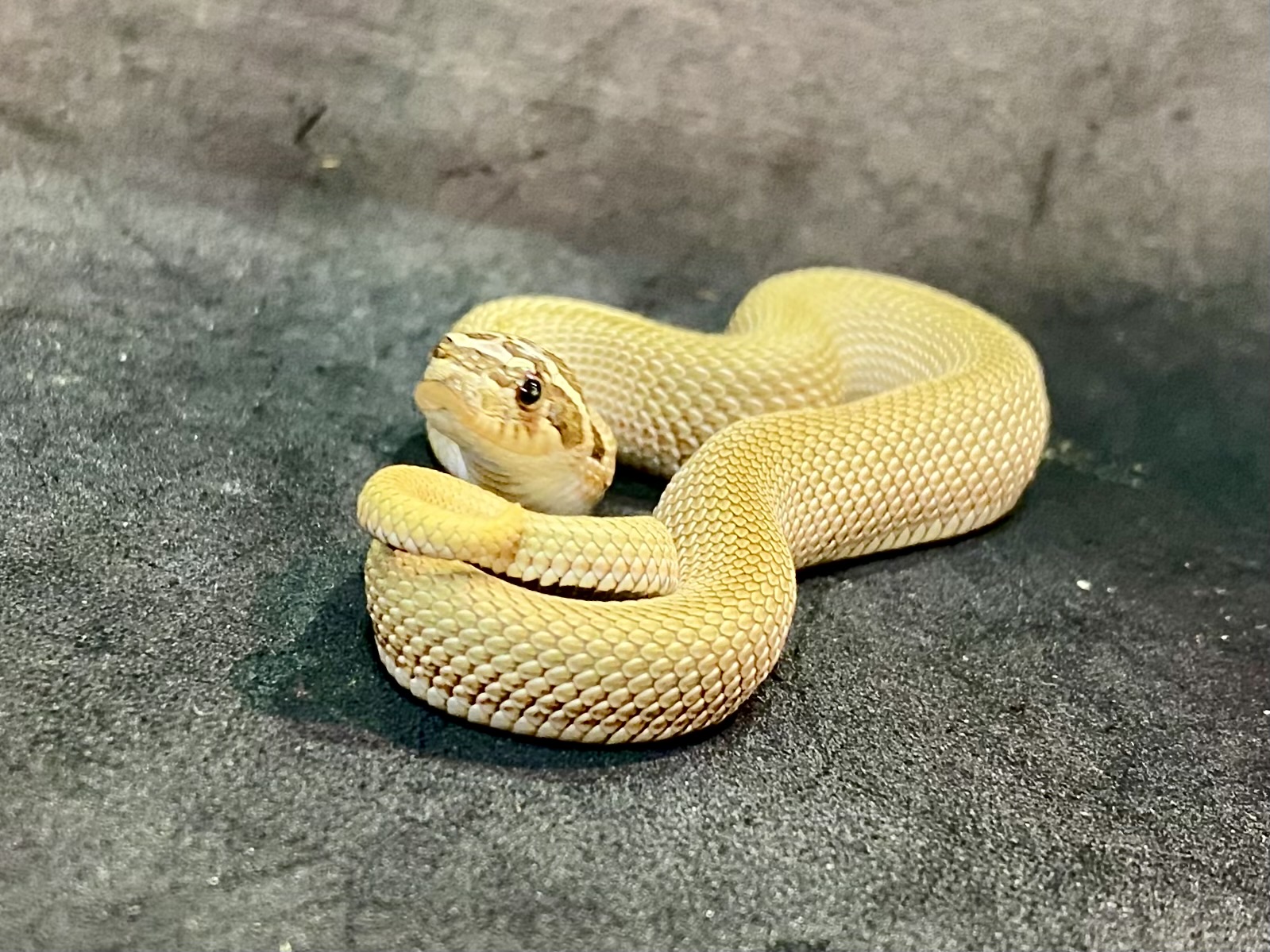 セイブシシバナヘビ