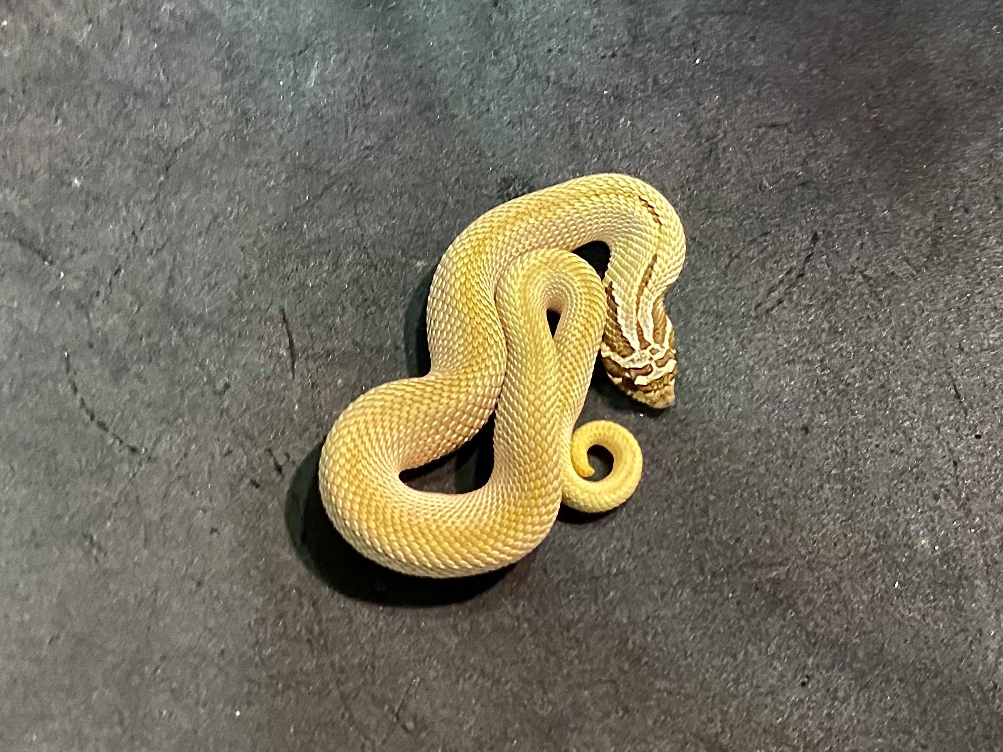 セイブシシバナヘビ