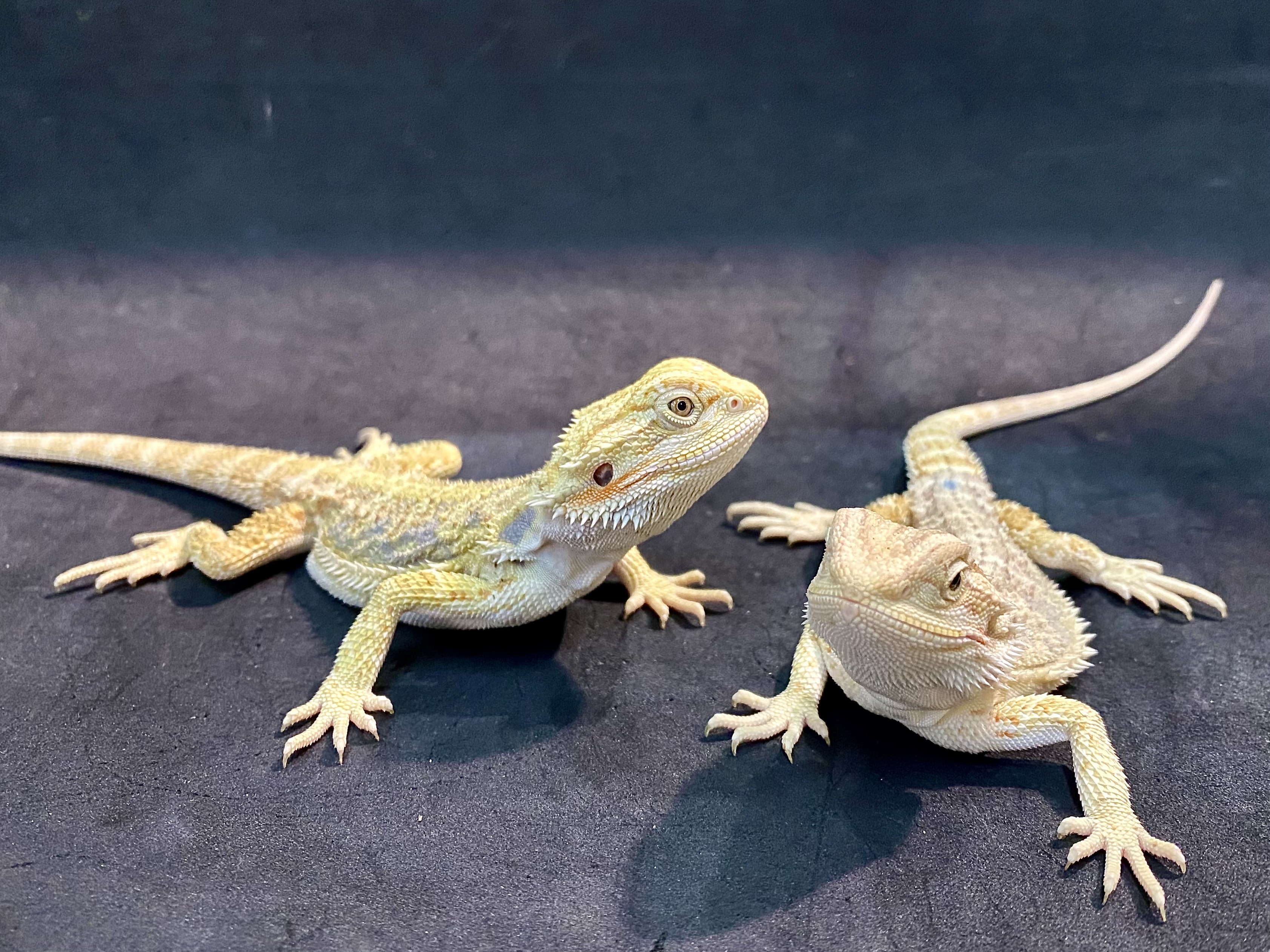 フトアゴヒゲトカゲ