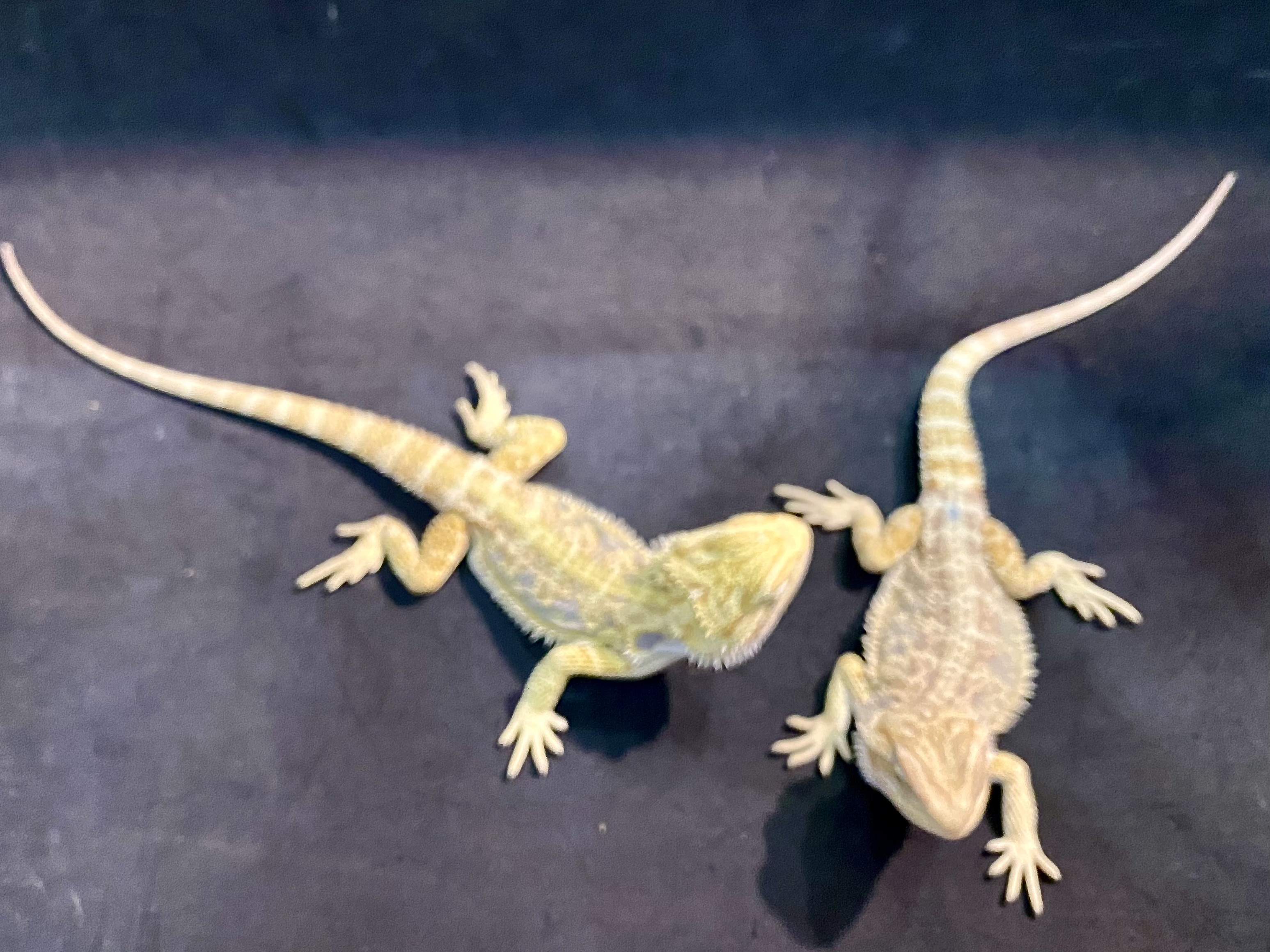 フトアゴヒゲトカゲ