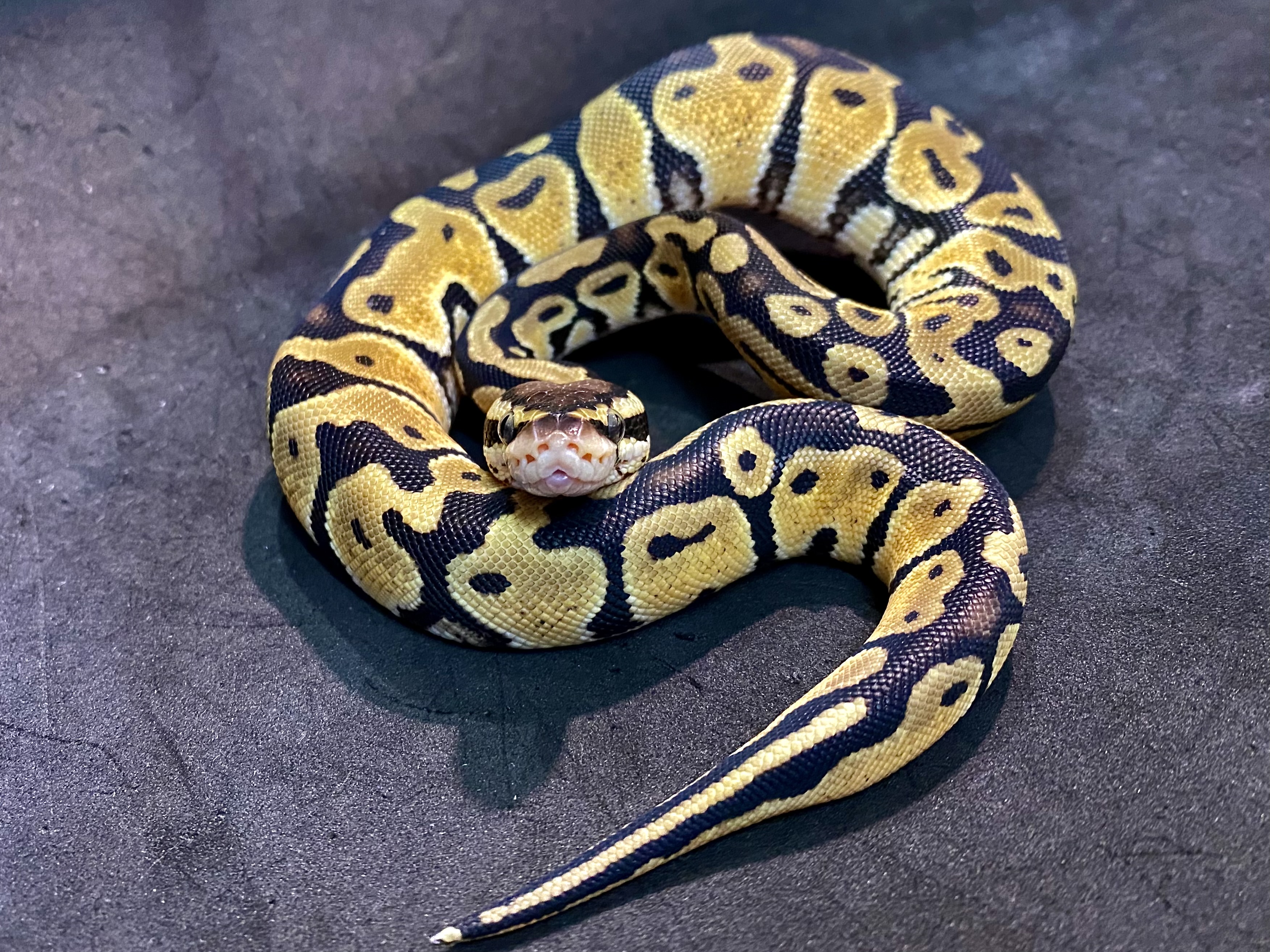 ボールパイソン