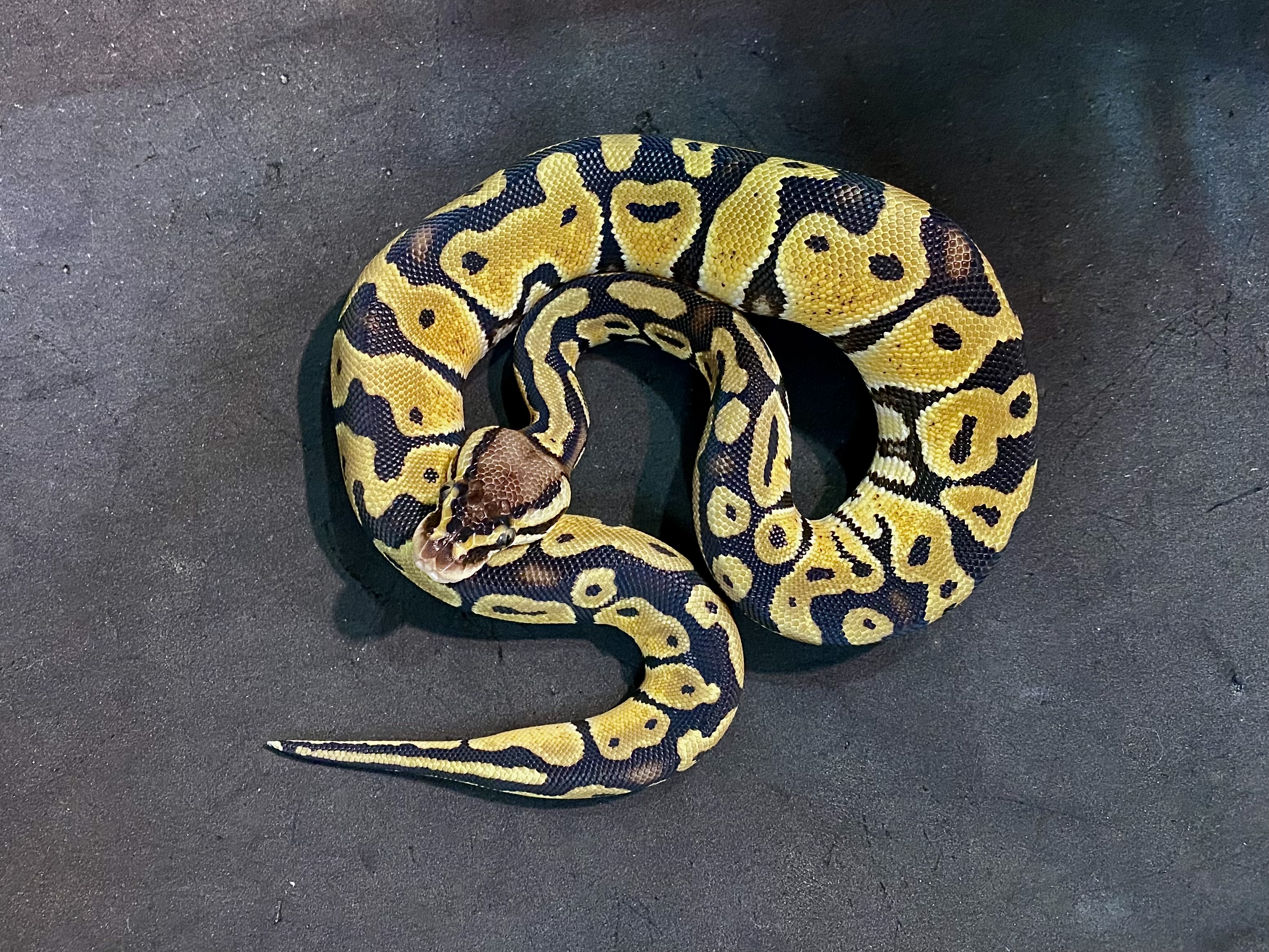 ボールパイソン