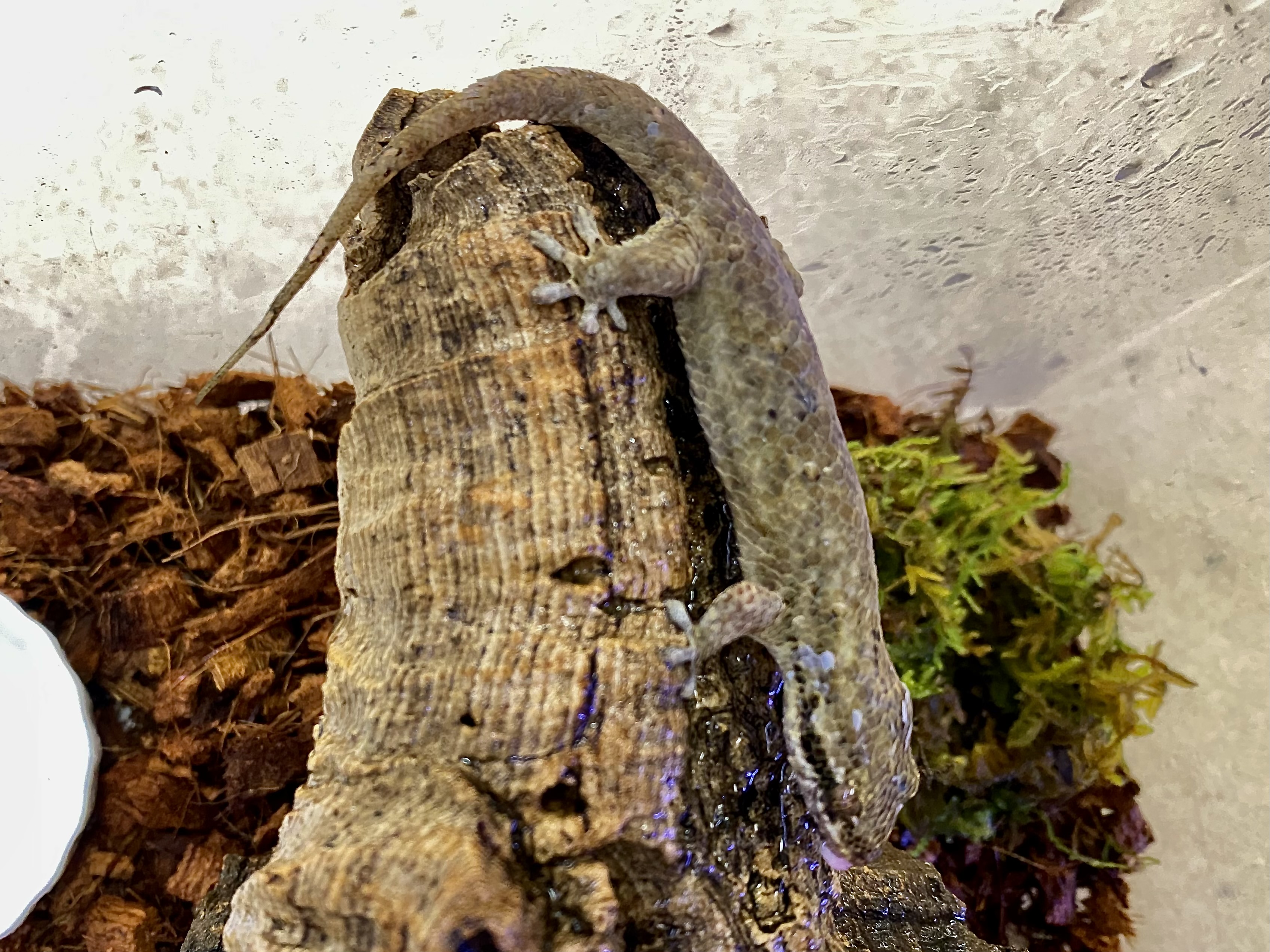 オオバクチヤモリ