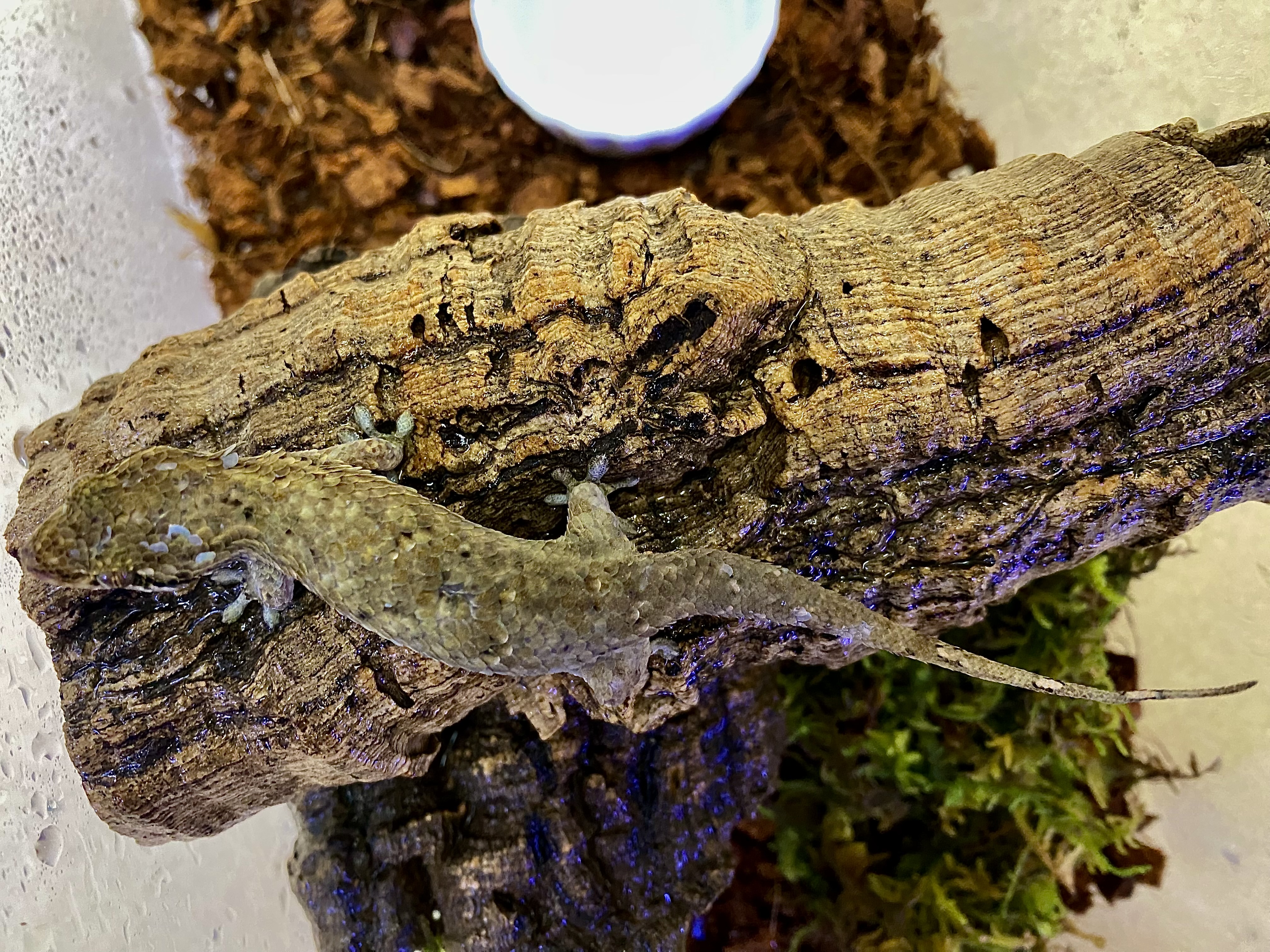 オオバクチヤモリ