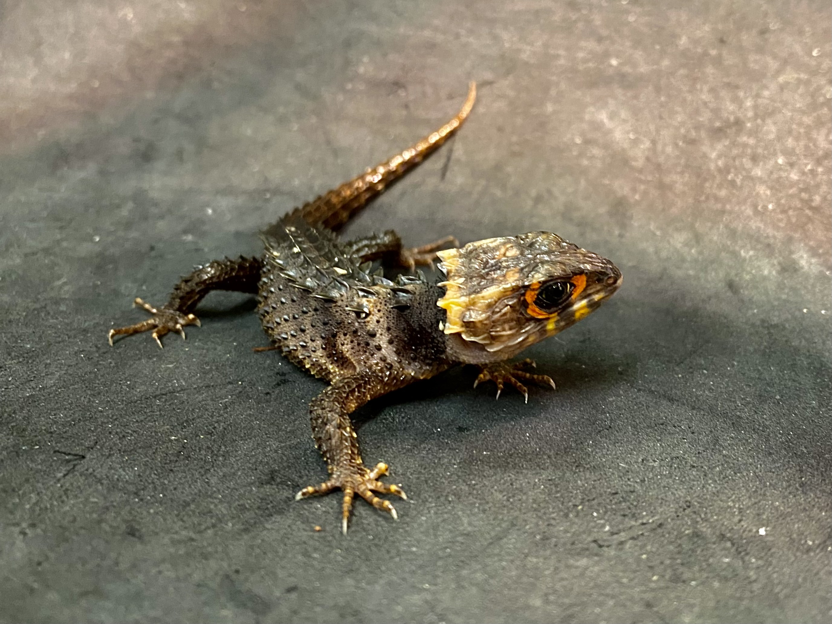 アカメカブトトカゲ