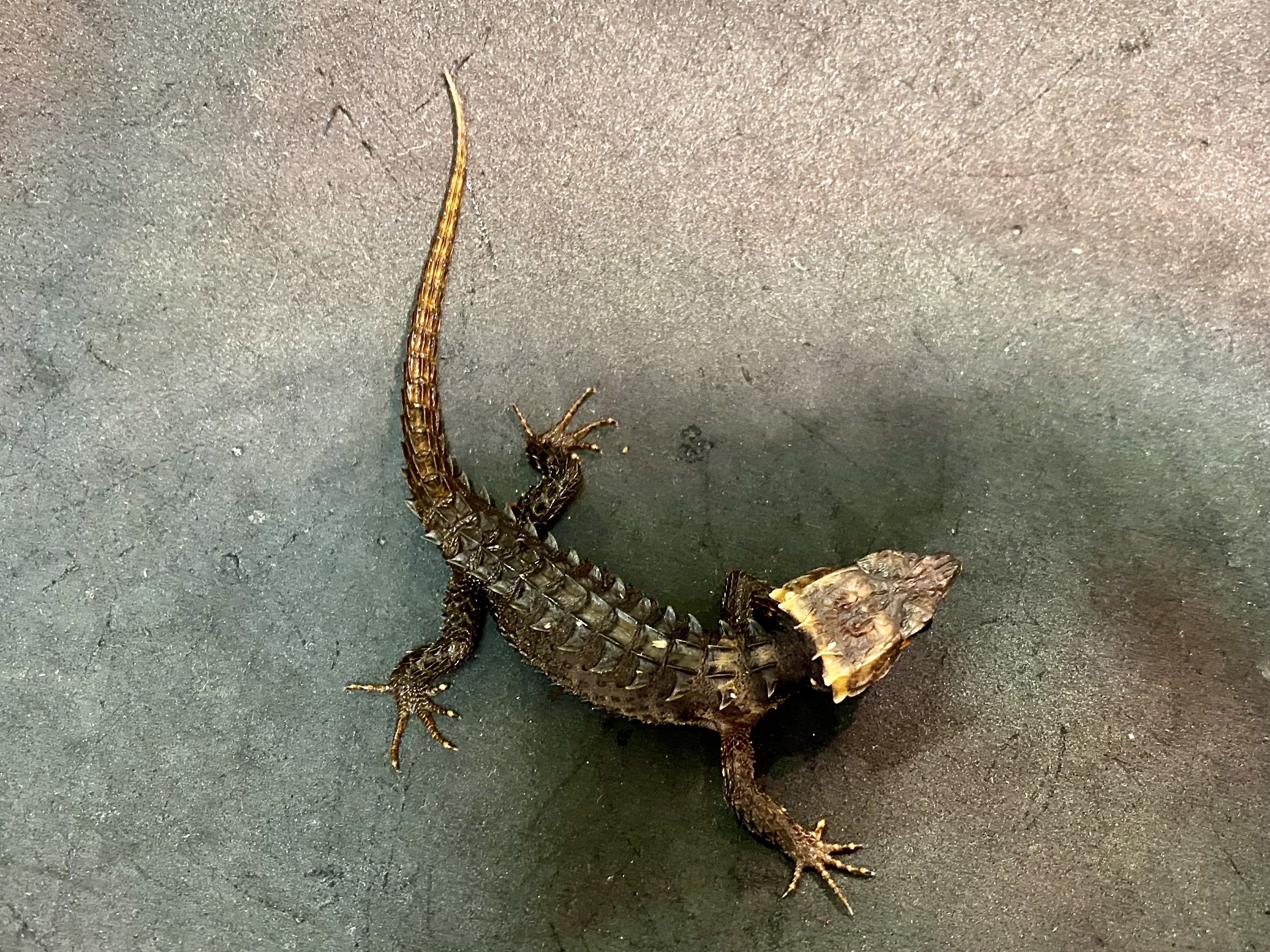 アカメカブトトカゲ